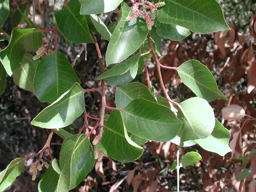 Sugar Bush (Rhus Ovata) — followed by reddish-brown berries popular with wildlife; shrub with white blooms