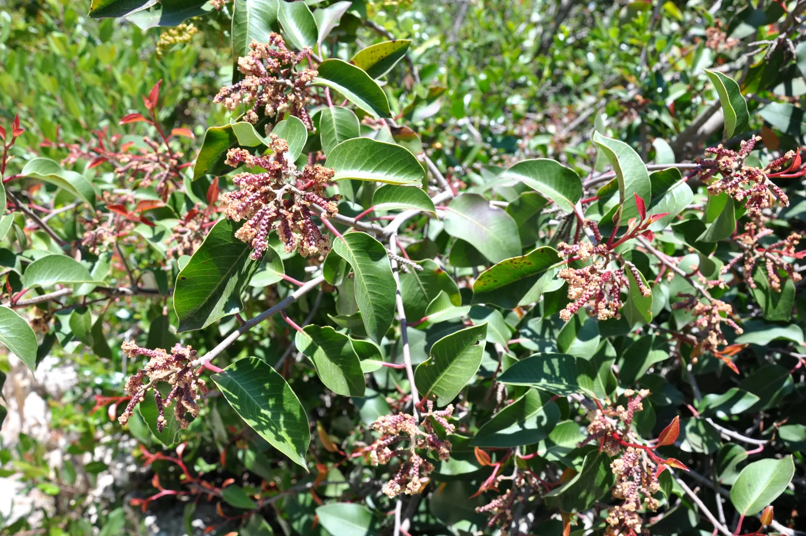 Sugar Bush (Rhus Ovata) — the Rhus ovata prefers full sun exposure; white to pinkish flowers emerge in spring, image 64