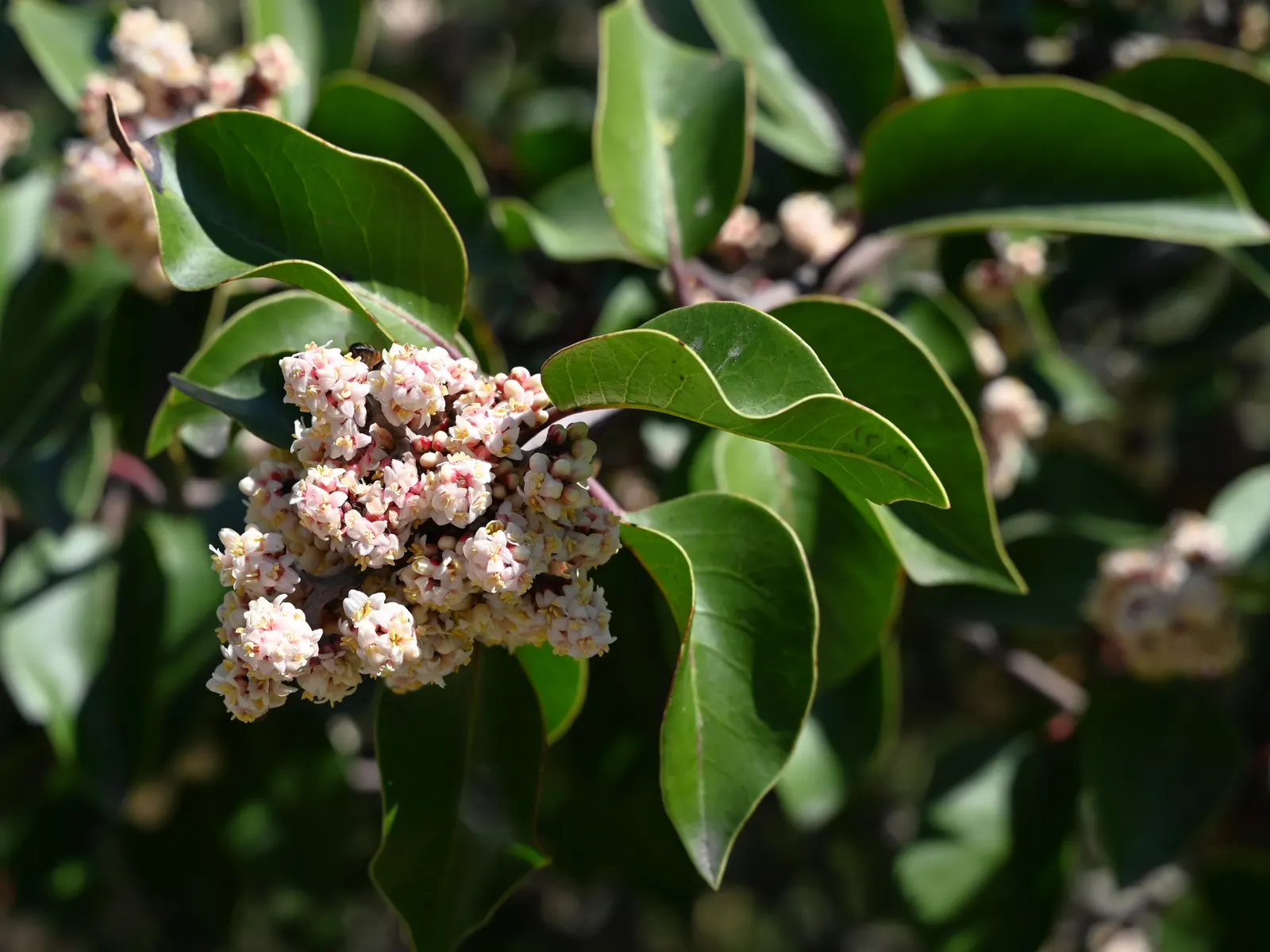 Sugar Bush (Rhus Ovata) — dense form showcases leathery; but can reach grander dimensions upwards of 15 to 20 feet under optimal conditions