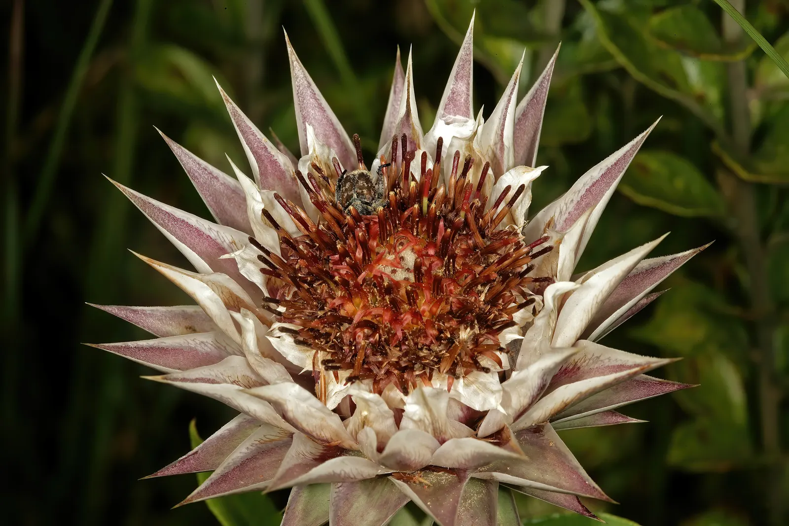 Sugar Bush (Rhus Ovata) — white to pinkish flowers emerge in spring; sticky fruits enjoyed by local bird species.<br><br>For the landscape designer, image 55