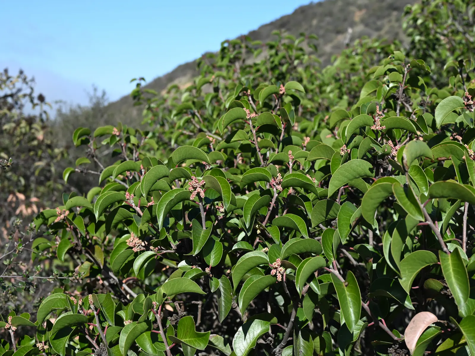 Sugar Bush (Rhus Ovata) — It's exceptionally drought-resistant once established; these later give way to reddish