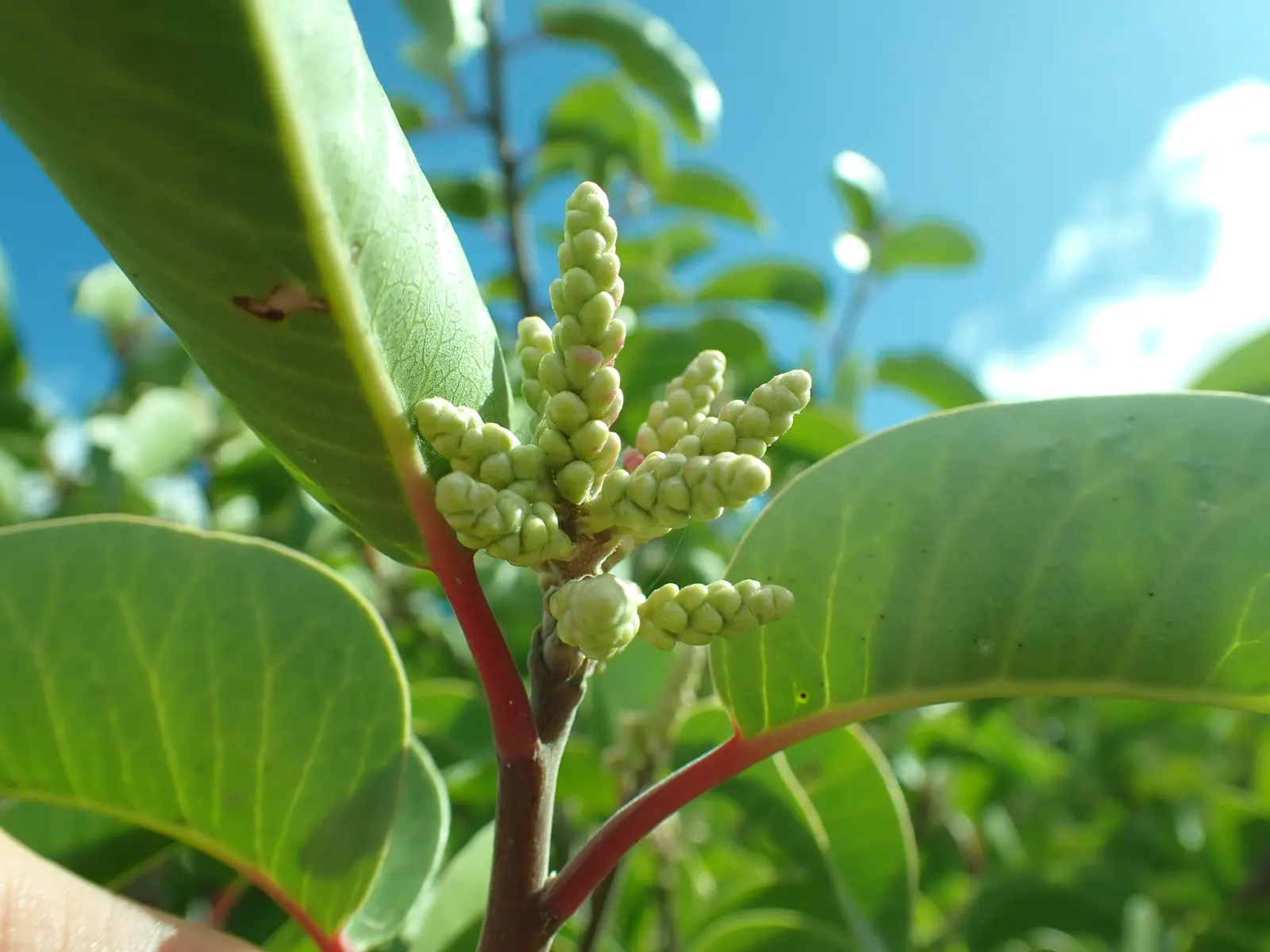 Sugar Bush (Rhus Ovata) — it is essential to provide ample space for this plant to spread; shrub for full