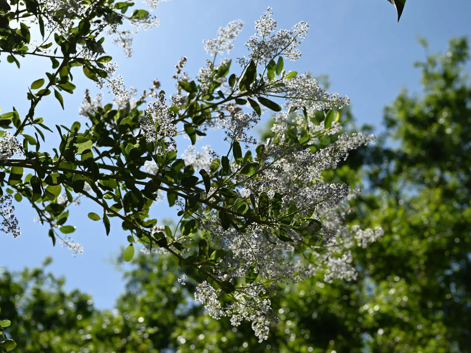 Sugar Bush (Rhus Ovata) — scientifically recognized as Rhus ovata; but it's adaptable and can tolerate partial shade