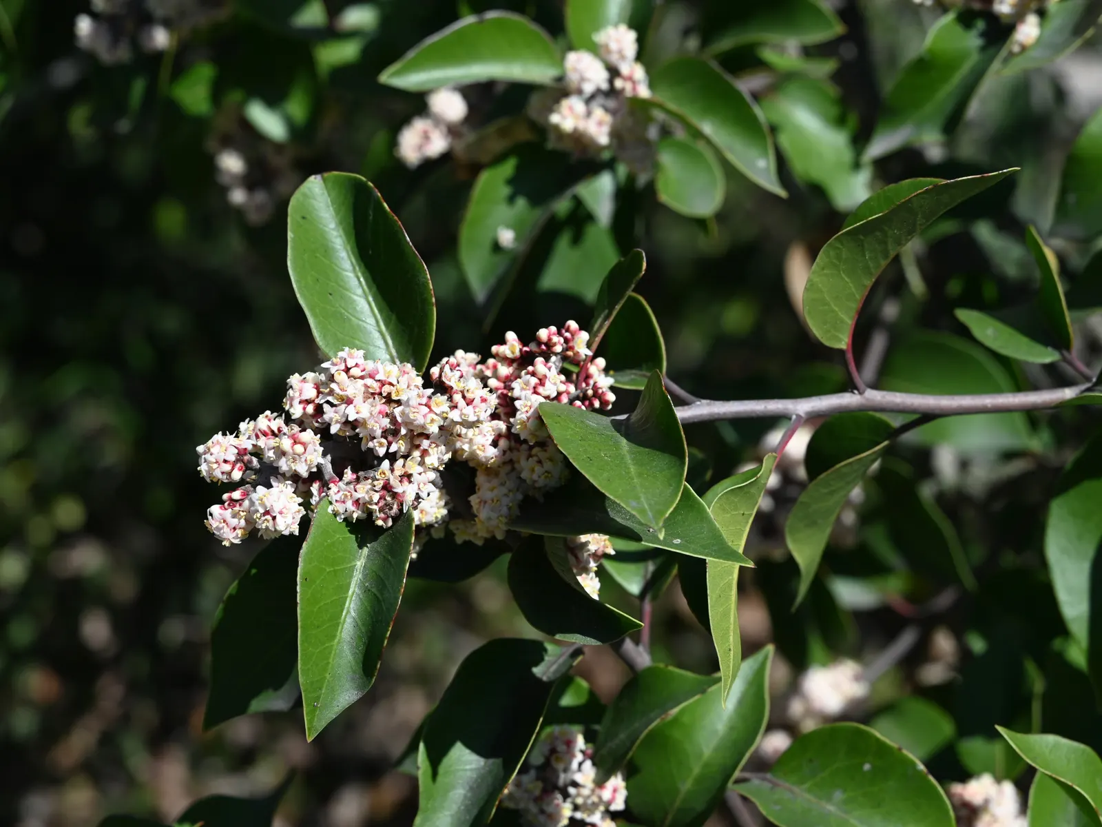 Sugar Bush (Rhus Ovata) — but can reach grander dimensions upwards of 15 to 20 feet under optimal conditions; the Sugar Bush (Rhus ovata) is an evergreen shrub
