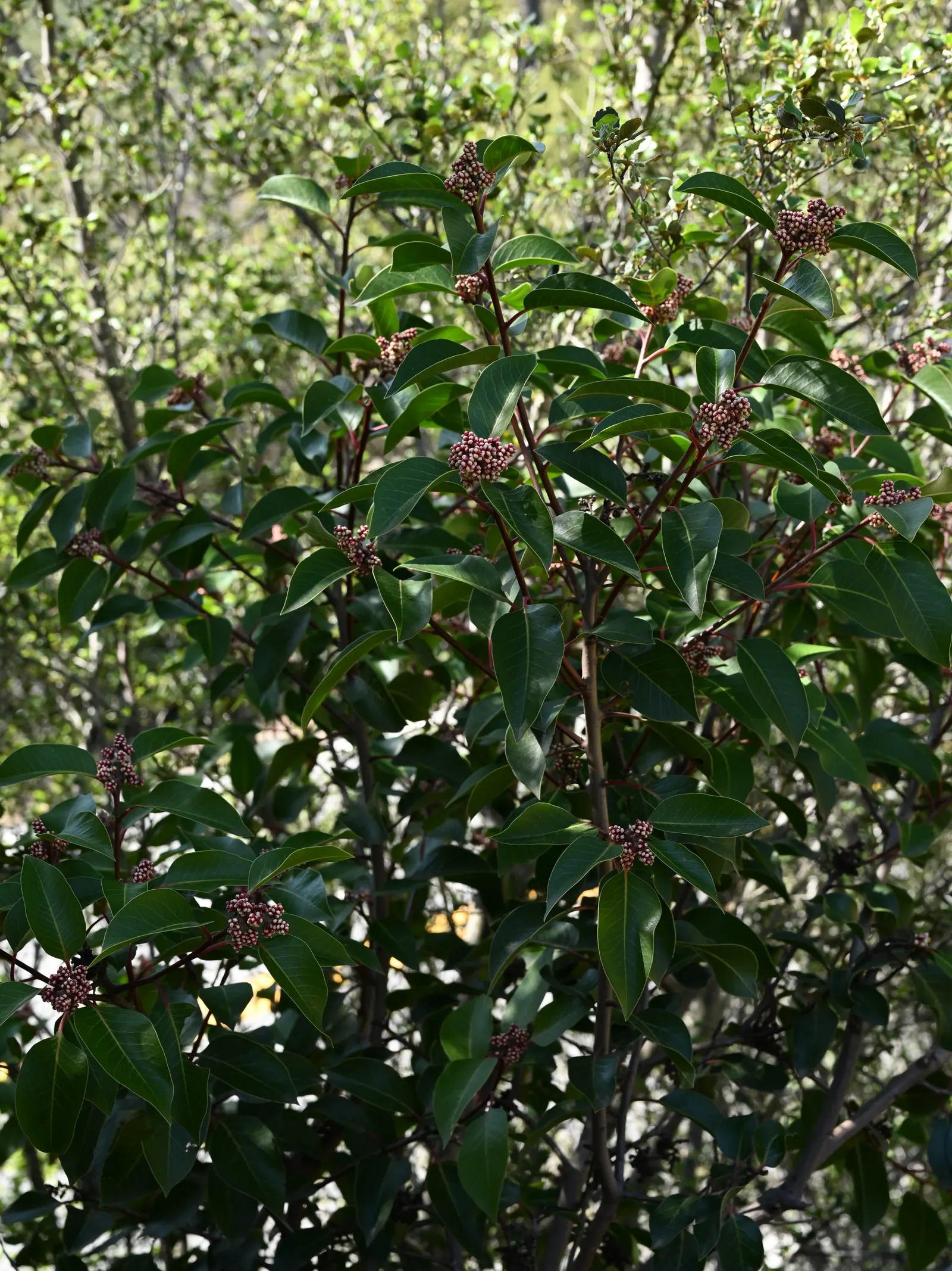 Sugar Bush (Rhus Ovata) — which attract a variety of pollinators; drought-tolerant once established, it requires well-drained soil and full to partial sun