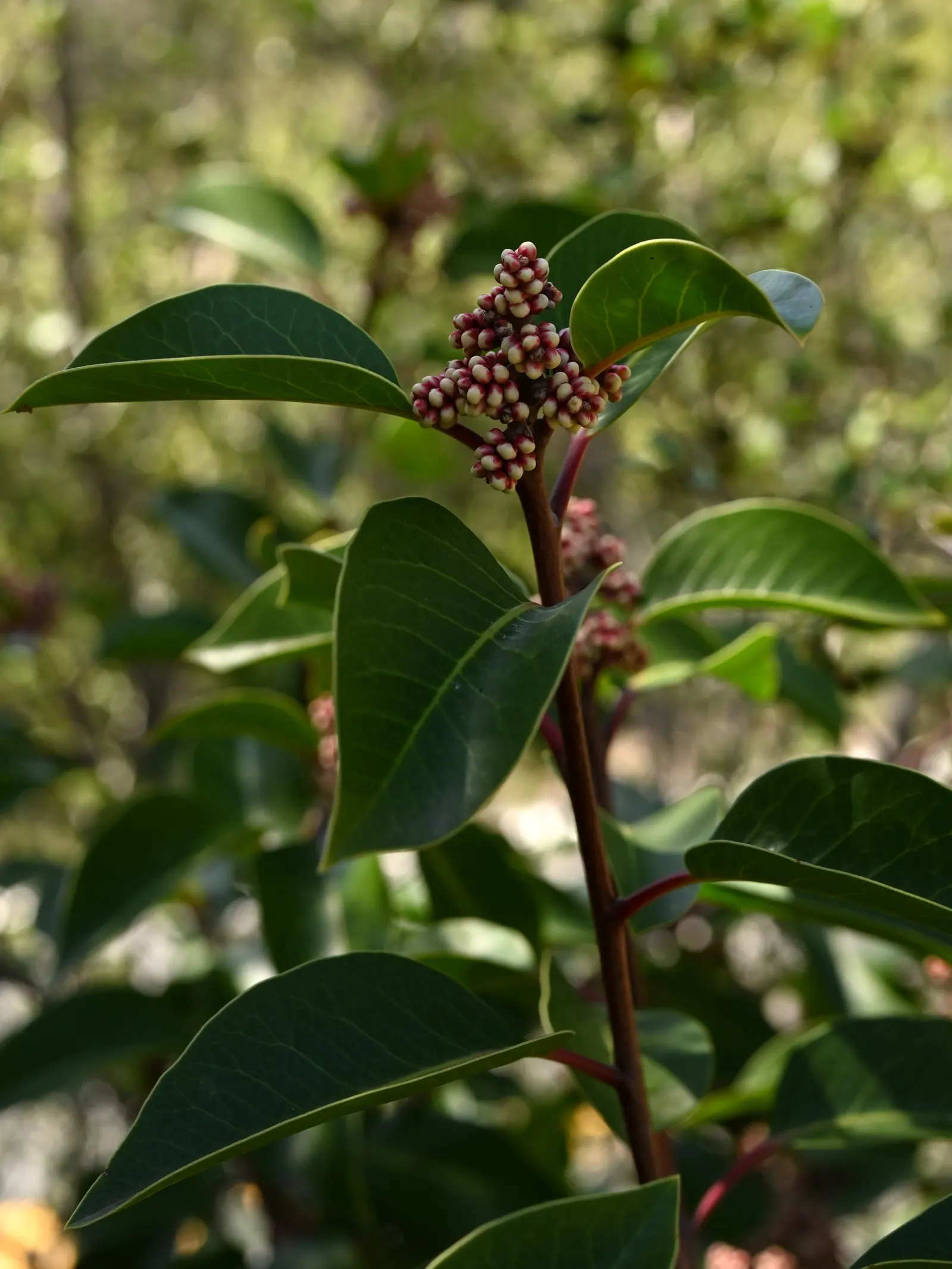Sugar Bush (Rhus Ovata) — providing a lush aesthetic to the landscape.<br><br>Flourishing in USDA zones 7 through 11; requiring little pruning or additional