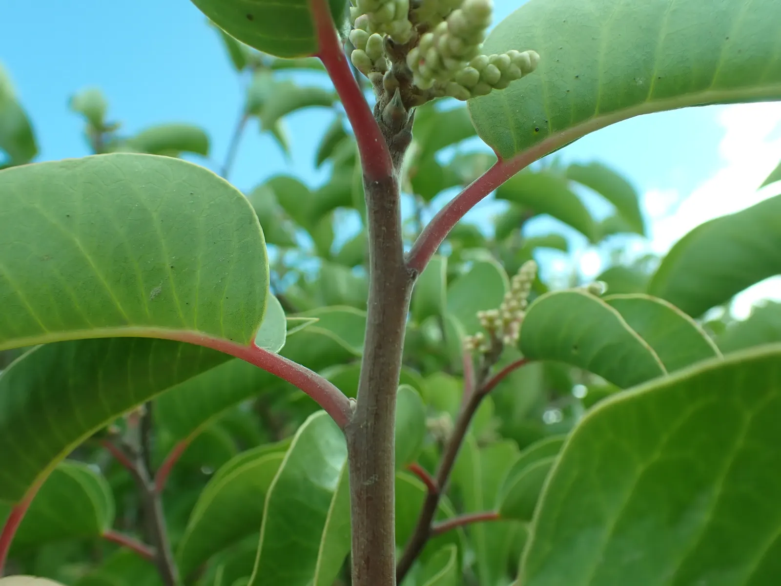 Sugar Bush (Rhus Ovata) — requiring little pruning or additional care; sugar Bush's low-maintenance nature