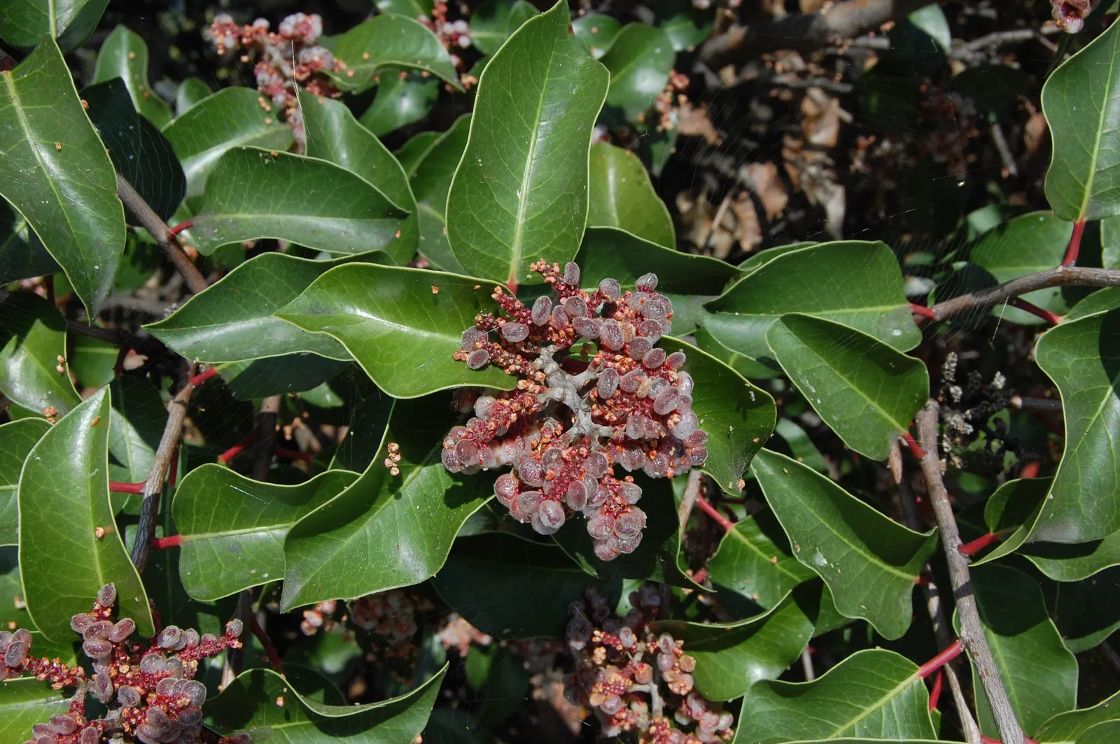 Sugar Bush (Rhus Ovata) — sticky fruits enjoyed by local bird species.<br><br>For the landscape designer; it is essential to provide ample space for this plant