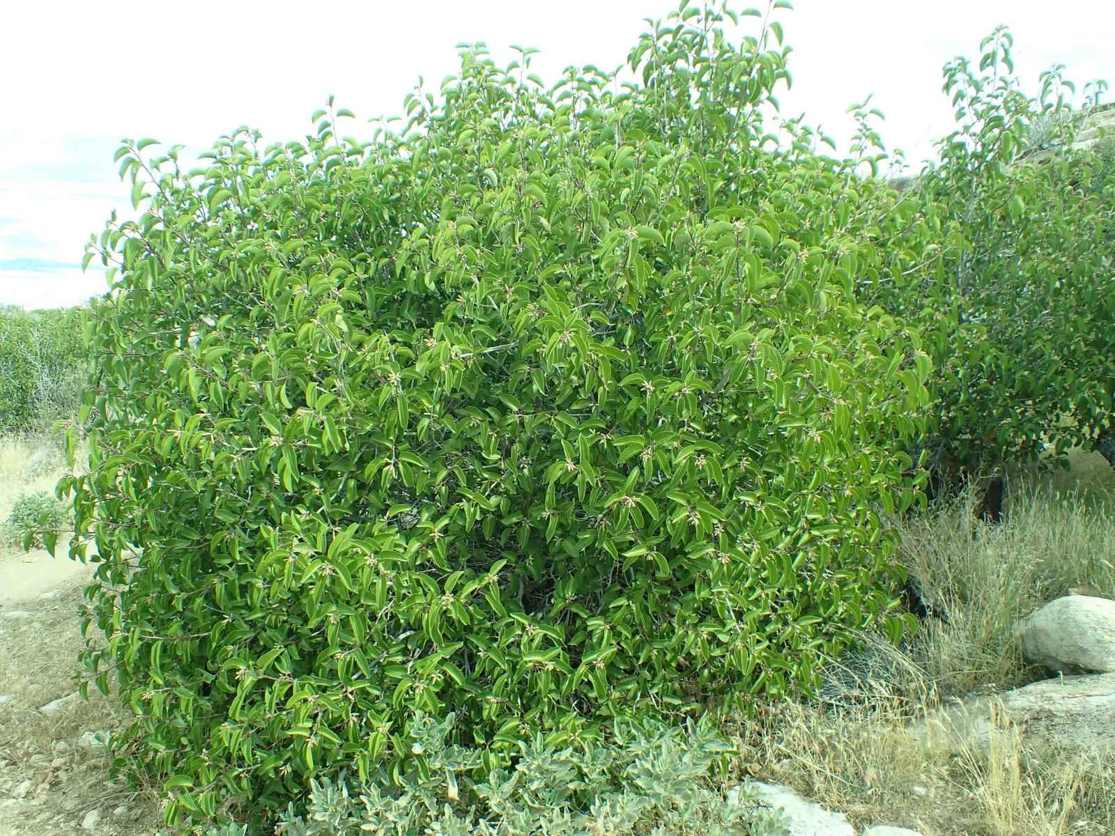 Sugar Bush (Rhus Ovata) — white flowers in the garden; dense form showcases leathery