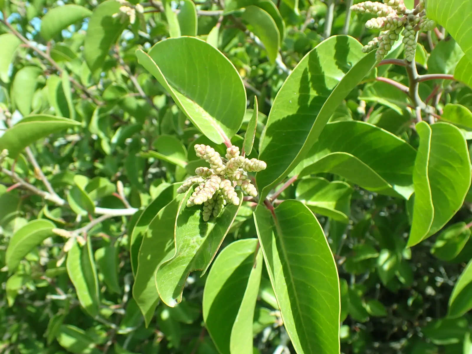 Sugar Bush (Rhus Ovata) — makes it an attractive option for clients seeking a resilient and vibrant addition to their garden palette; it boasts a rounded shape