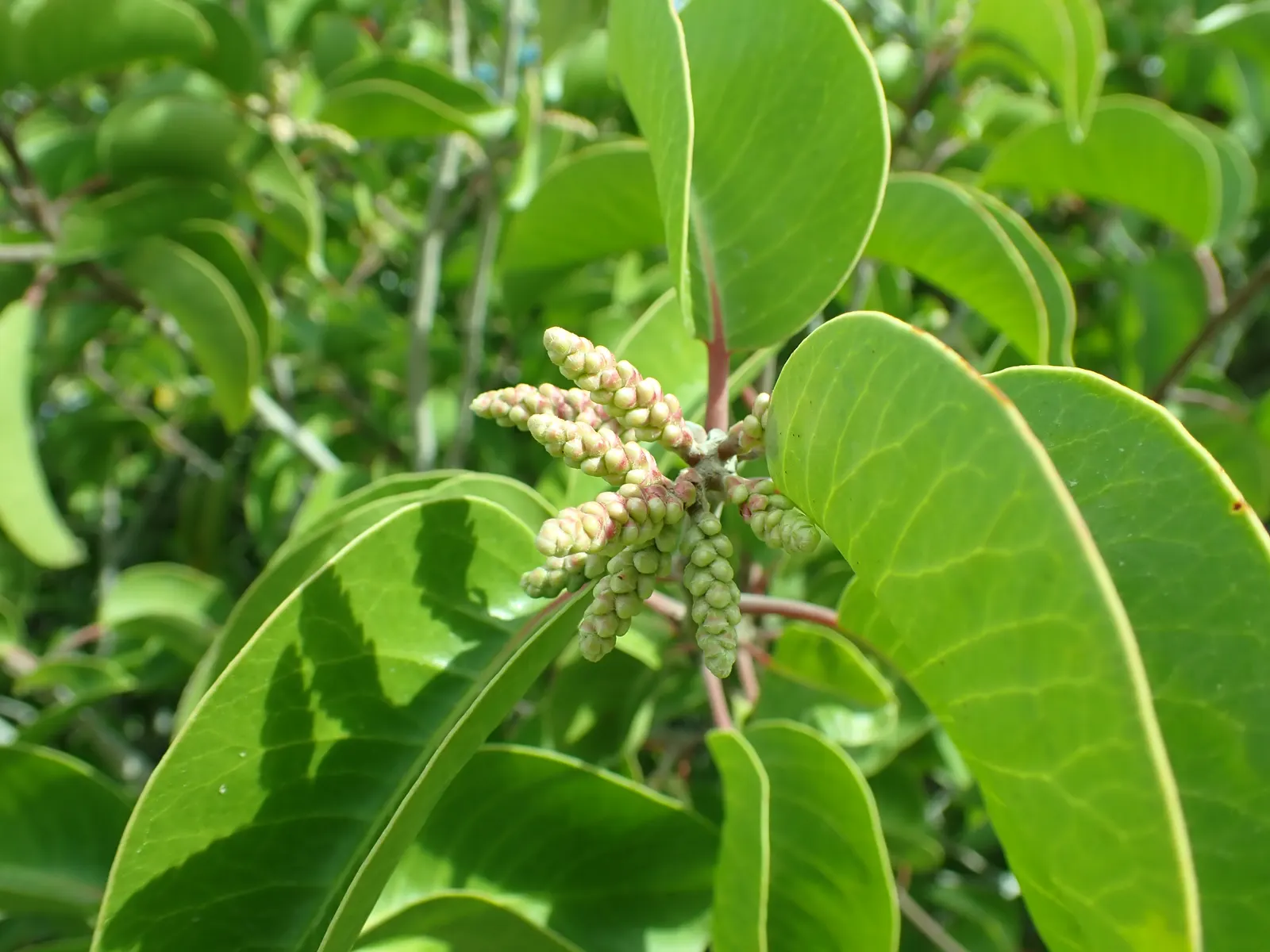 Sugar Bush (Rhus Ovata) — Sugar Bush's low-maintenance nature; it's exceptionally drought-resistant once established