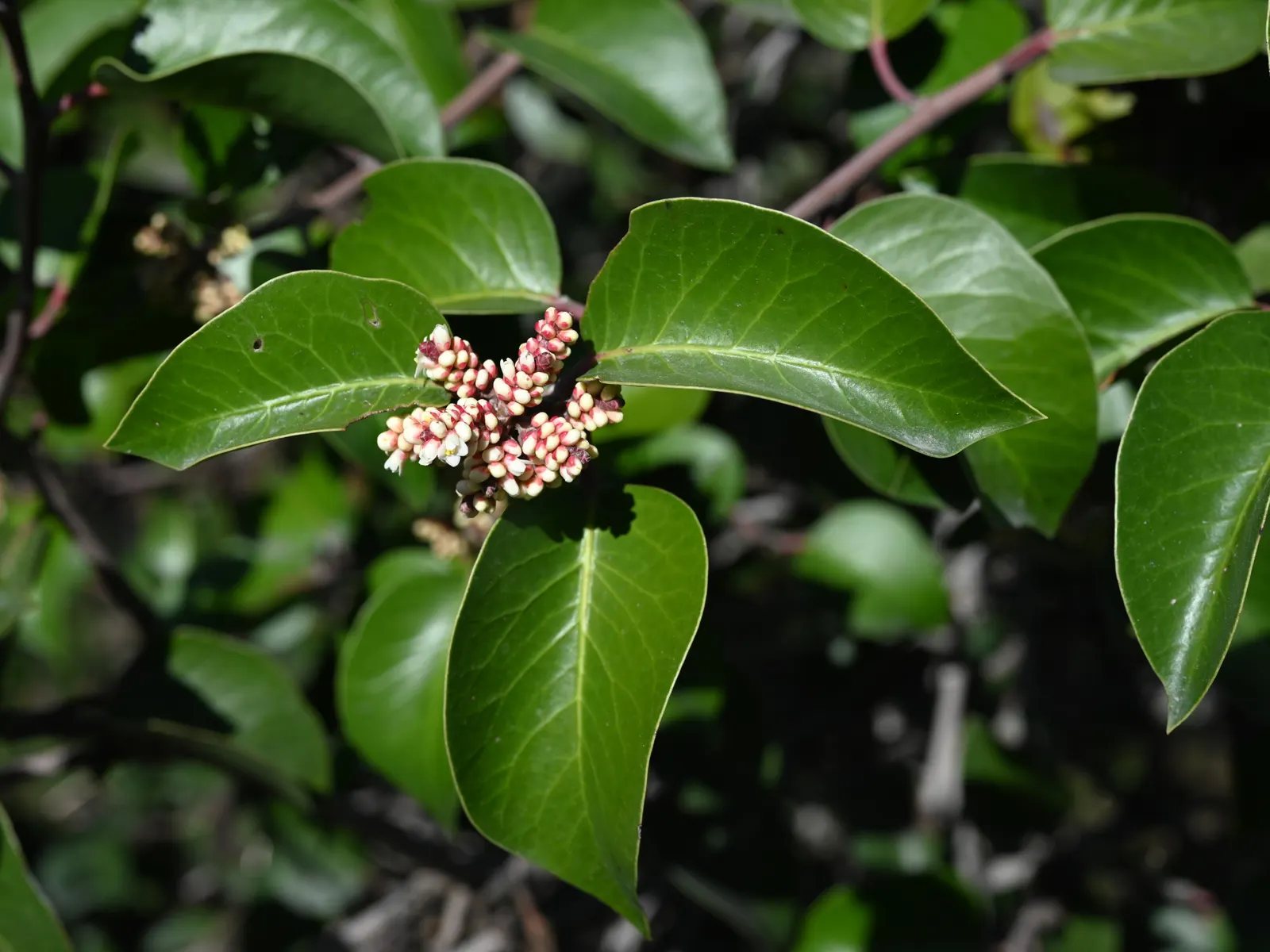 Sugar Bush (Rhus Ovata) — making it a superb candidate for xeriscaping or areas with water restrictions; white flowers in the garden
