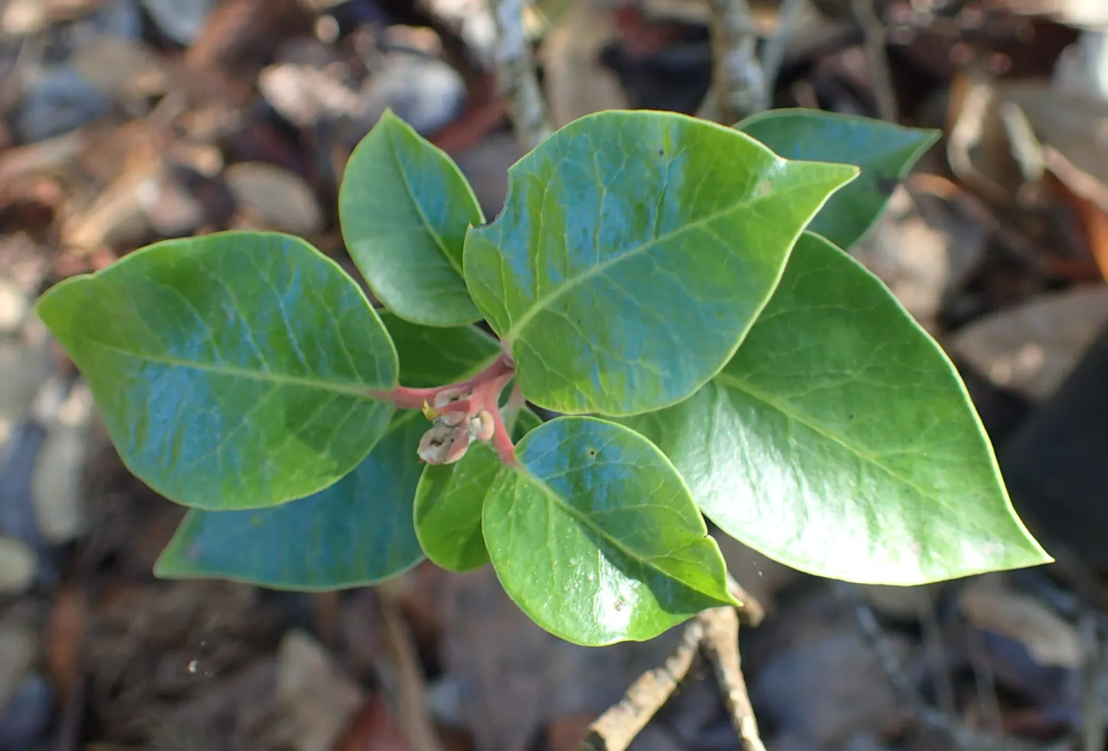 Sugar Bush (Rhus Ovata) — ensuring proper air circulation to maintain plant health; this shrub typically achieves a robust height and spread of 8 to 12 feet