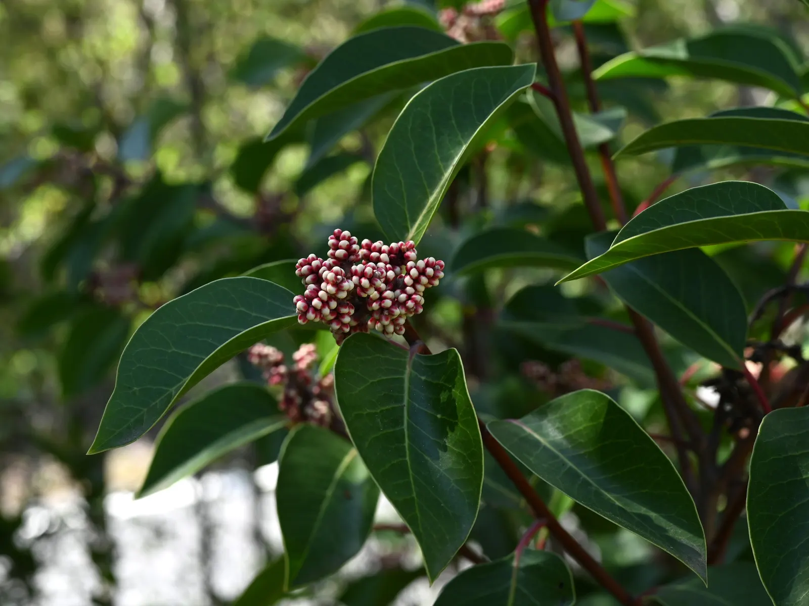 Sugar Bush (Rhus Ovata) — but it's adaptable and can tolerate partial shade; waxy sheen that reflects sunlight beautifully
