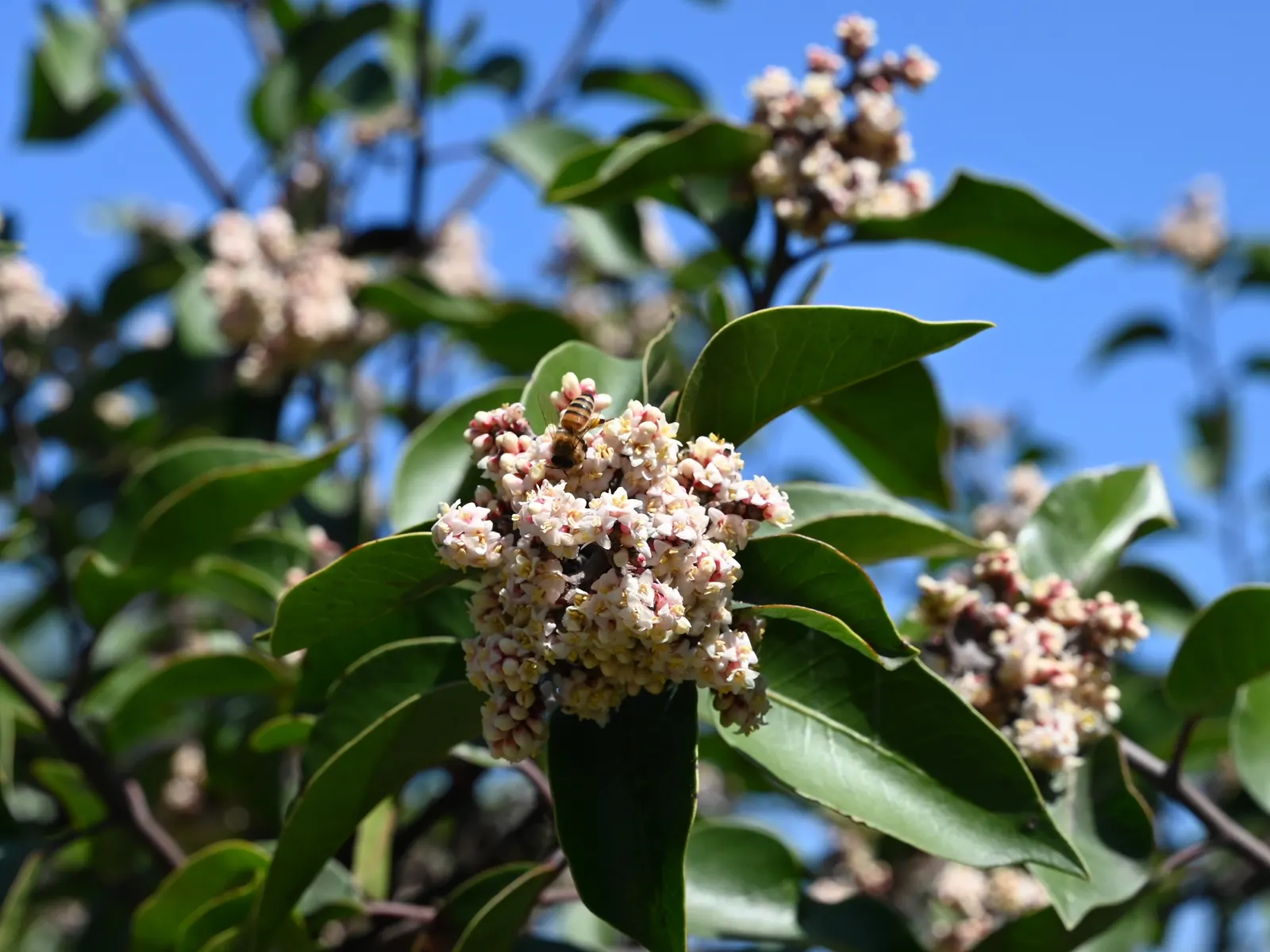 Sugar Bush (Rhus Ovata) — the Rhus ovata prefers full sun exposure; white to pinkish flowers emerge in spring