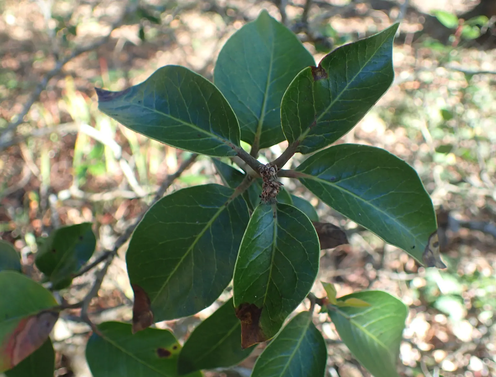 Sugar Bush (Rhus Ovata) — It boasts a rounded shape with glossy, leathery leaves and can reach 8-12 feet high with a similar spread