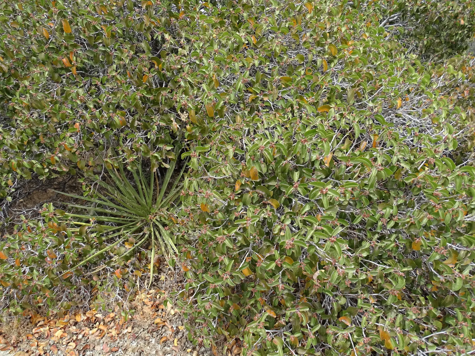 Sugar Bush (Rhus Ovata) — This shrub typically achieves a robust height and spread of 8 to 12 feet; ensuring proper air circulation to maintain, image 59
