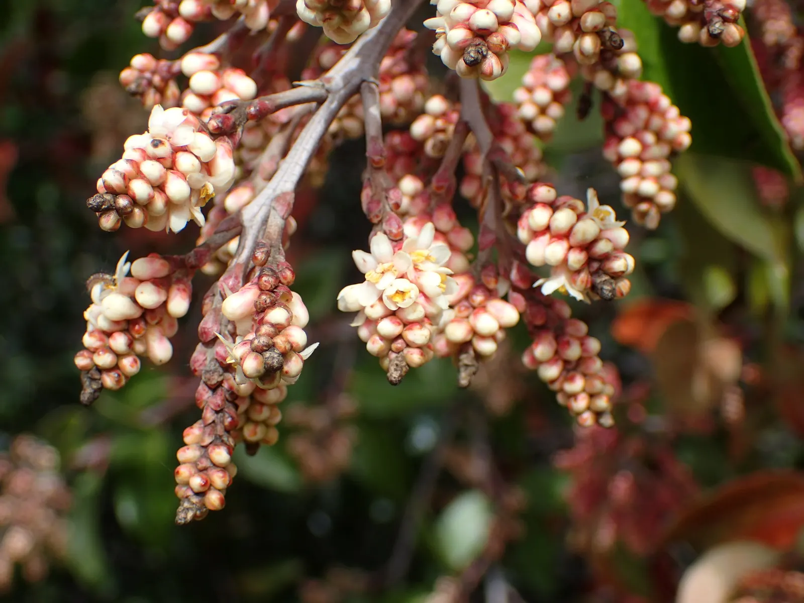 Sugar Bush (Rhus Ovata) — waxy sheen that reflects sunlight beautifully