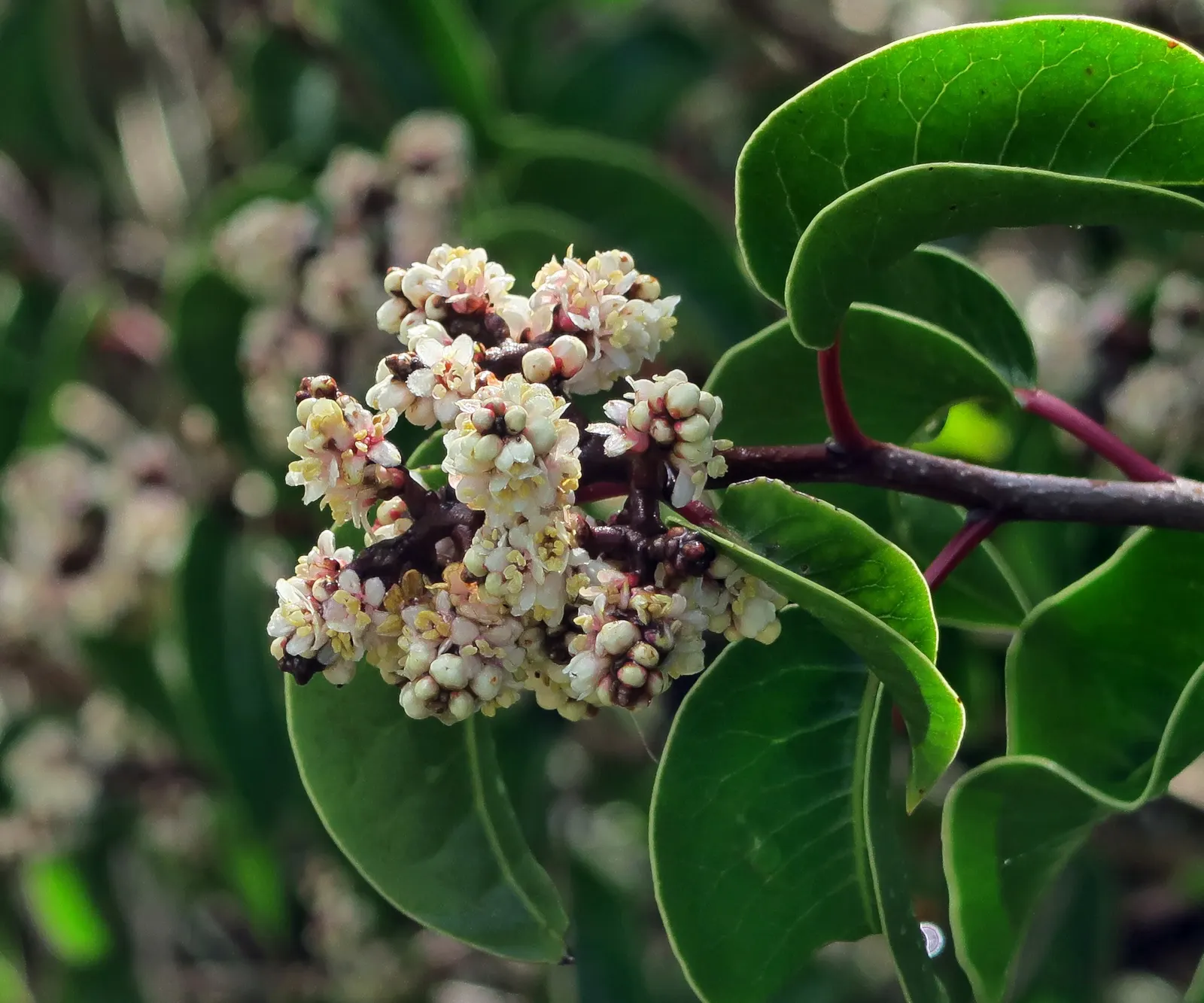 Sugar Bush (Rhus Ovata) — shrub for full