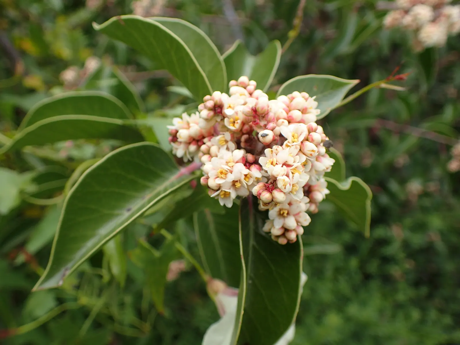 Sugar Bush (Rhus Ovata) — dense form showcases leathery; but can reach grander dimensions upwards of 15 to 20 feet under optimal conditions, image 61