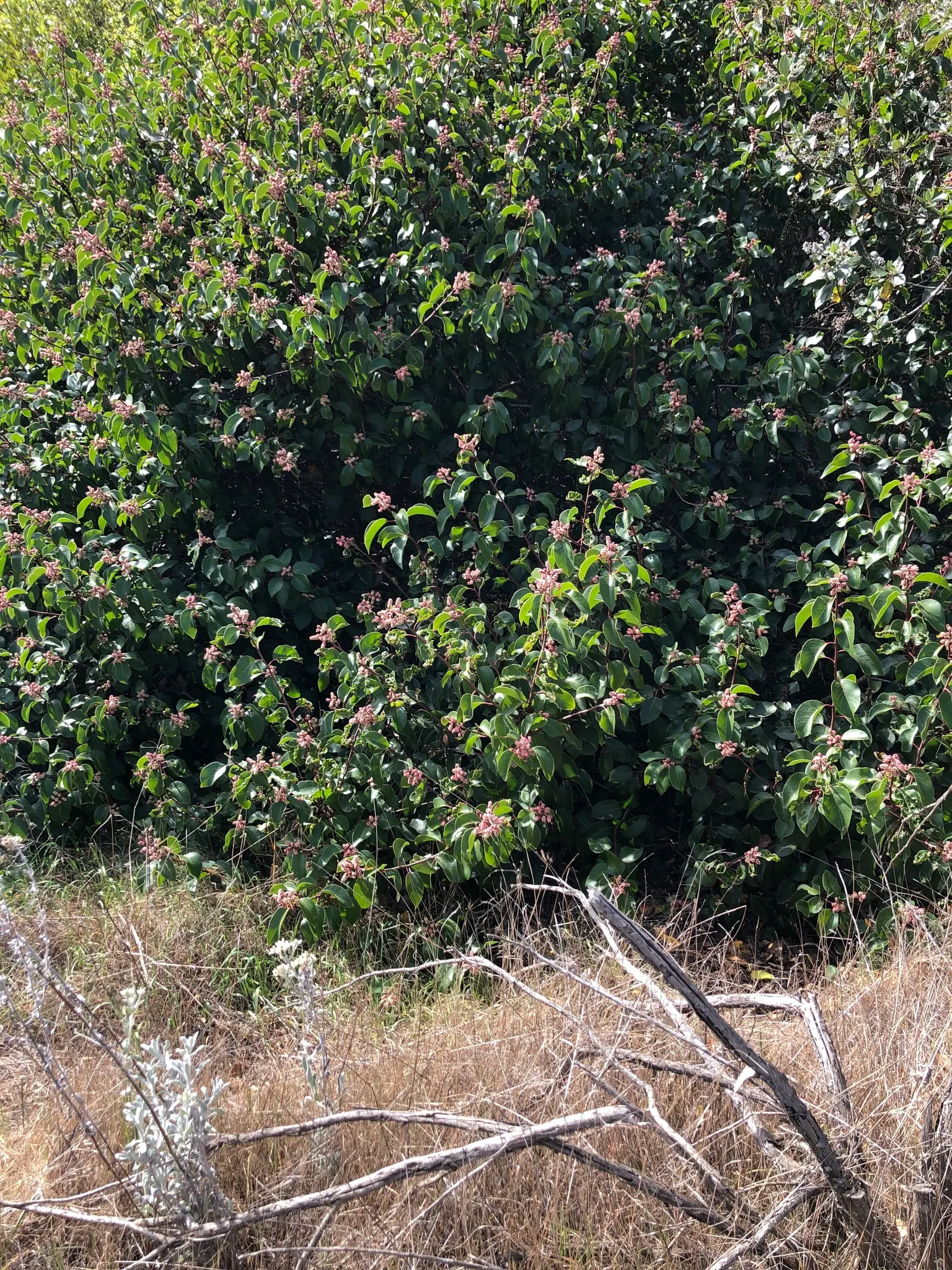 Sugar Bush (Rhus Ovata) — providing a lush aesthetic to the landscape.<br><br>Flourishing in USDA zones 7 through 11; requiring little pruning or, image 63