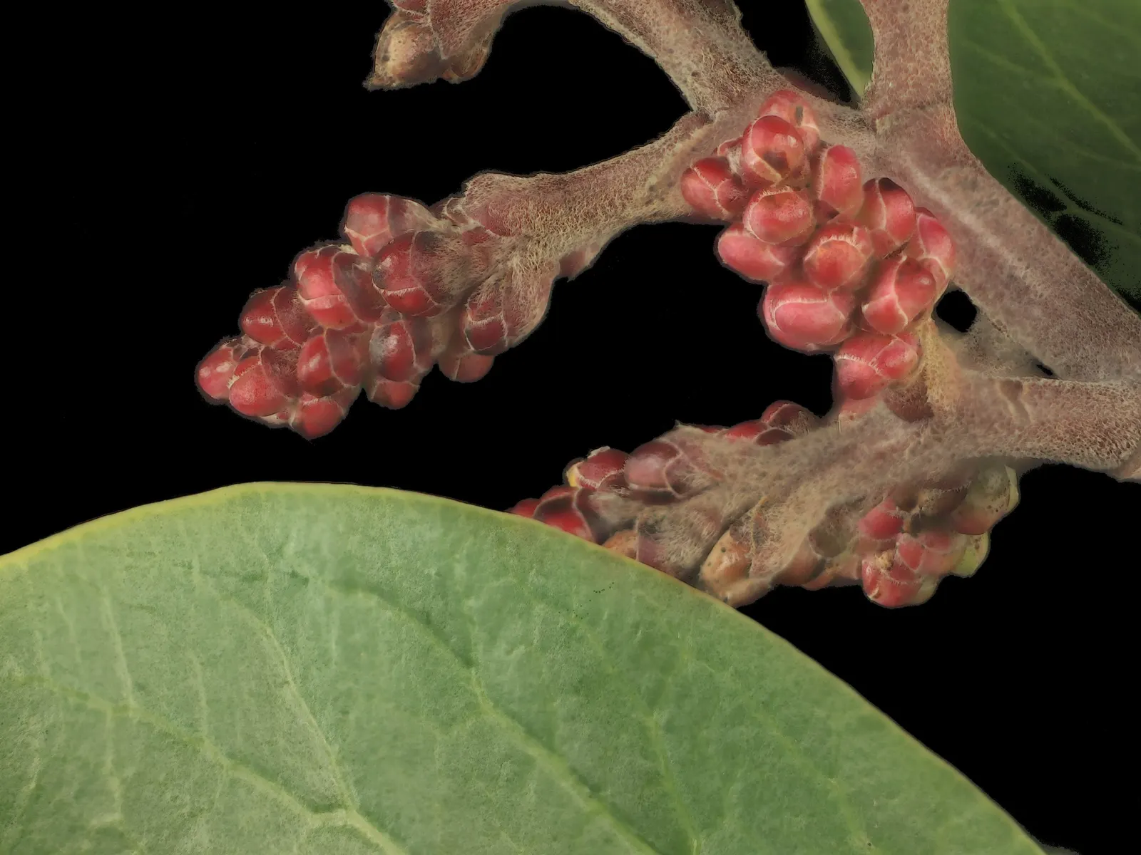 Sugar Bush (Rhus Ovata) — It boasts a rounded shape with glossy, leathery leaves and can reach 8-12 feet high with a similar spread; providing a lush aesthetic