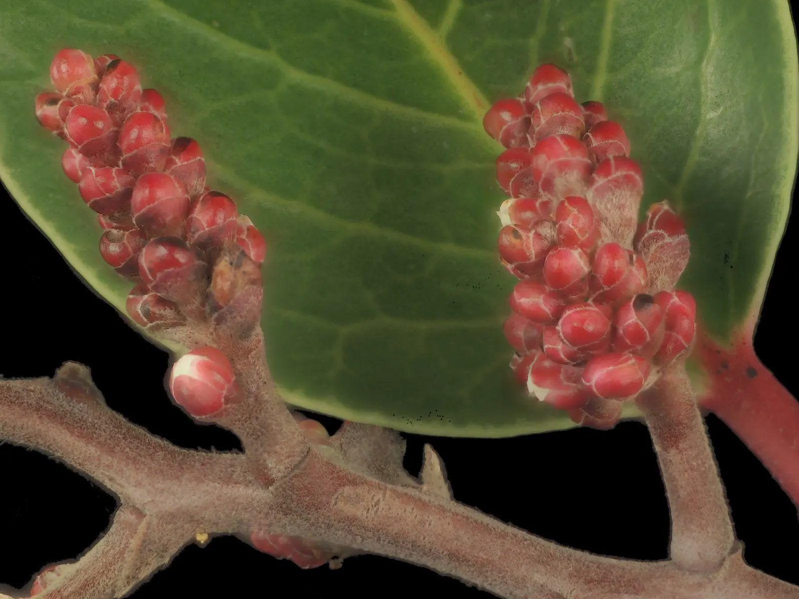 Sugar Bush (Rhus Ovata) — The Sugar Bush (Rhus ovata) is an evergreen shrub native to the Southwest, flourishing in USDA zones 8-11; followed by reddish-brown