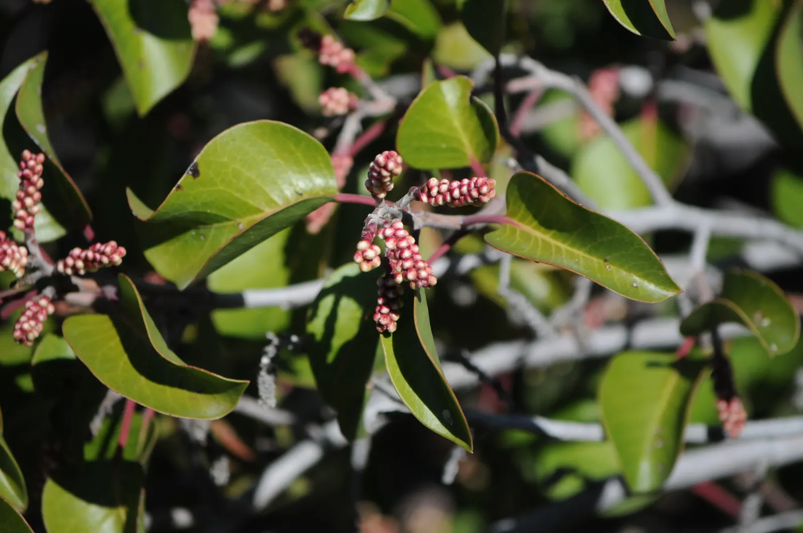 Sugar Bush (Rhus Ovata) — This shrub typically achieves a robust height and spread of 8 to 12 feet; ensuring proper air circulation to maintain plant health