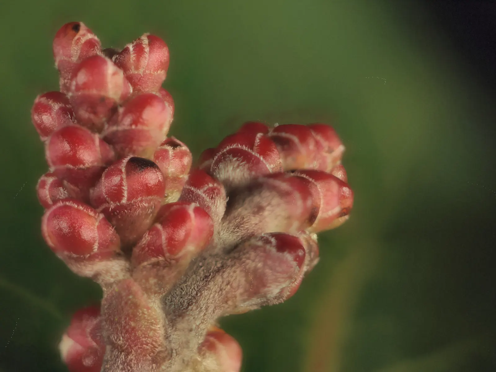 Sugar Bush (Rhus Ovata) — white to pinkish flowers emerge in spring; sticky fruits enjoyed by local bird species.<br><br>For the landscape designer