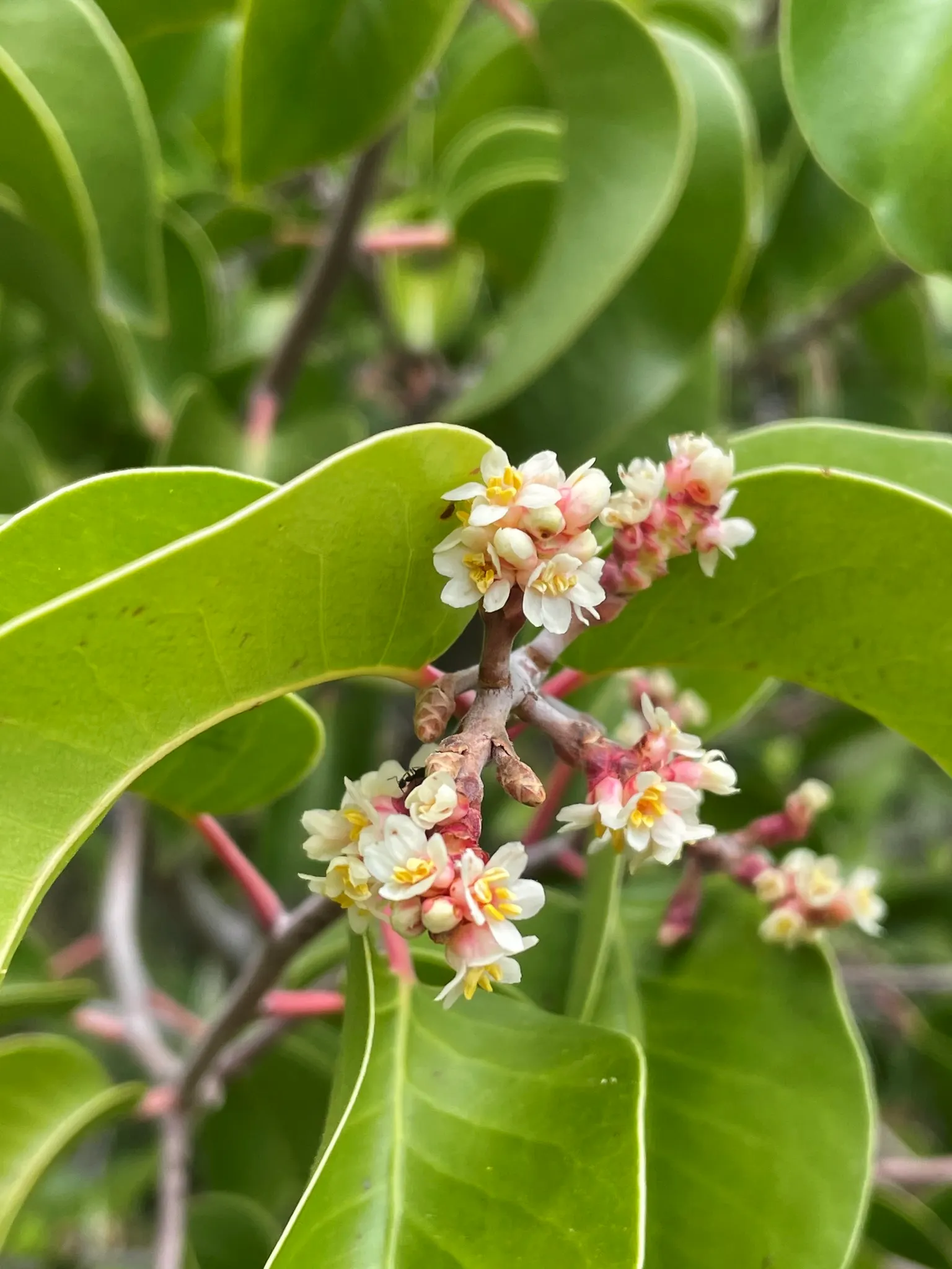 Sugar Bush (Rhus Ovata) — but can reach grander dimensions upwards of 15 to 20 feet under optimal conditions; the Sugar Bush (Rhus ovata) is an, image 60