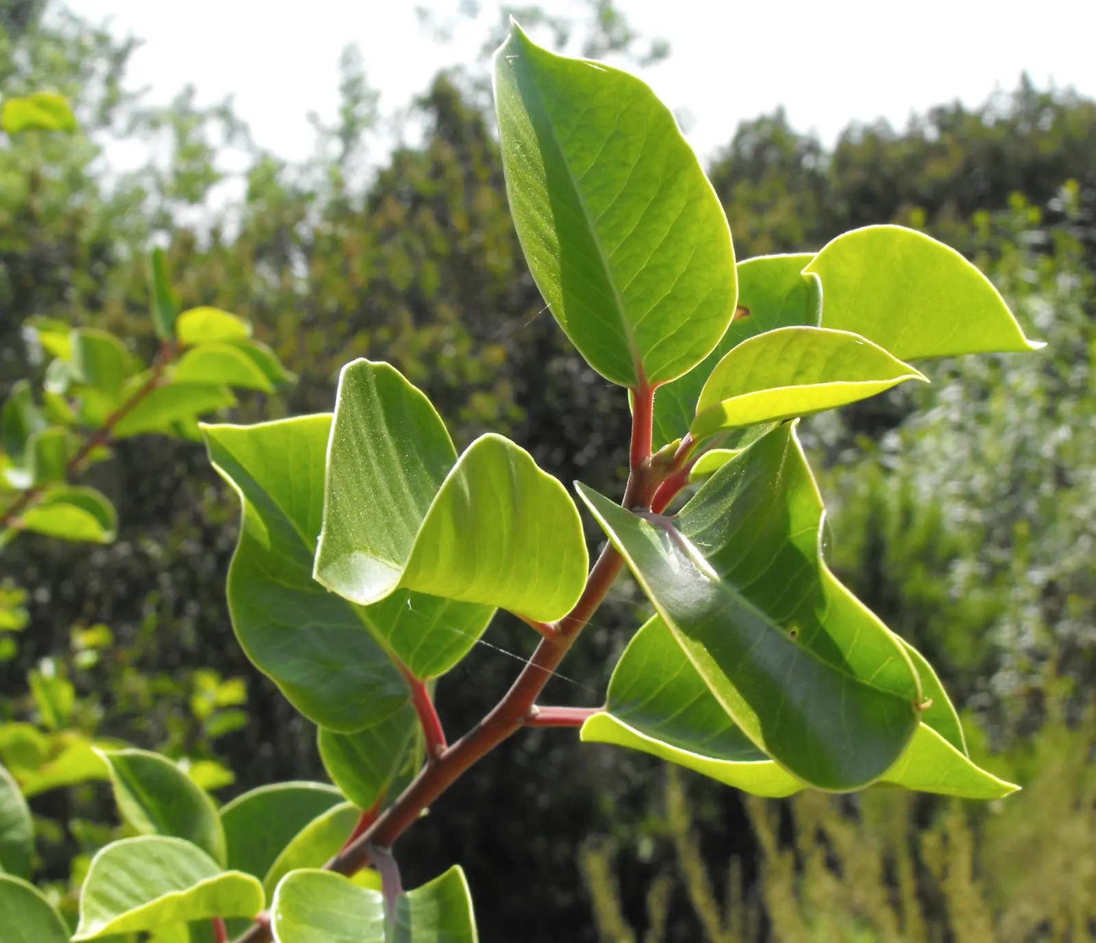 Sugar Bush (Rhus Ovata) — Drought-tolerant once established, it requires well-drained soil and full to partial sun exposure