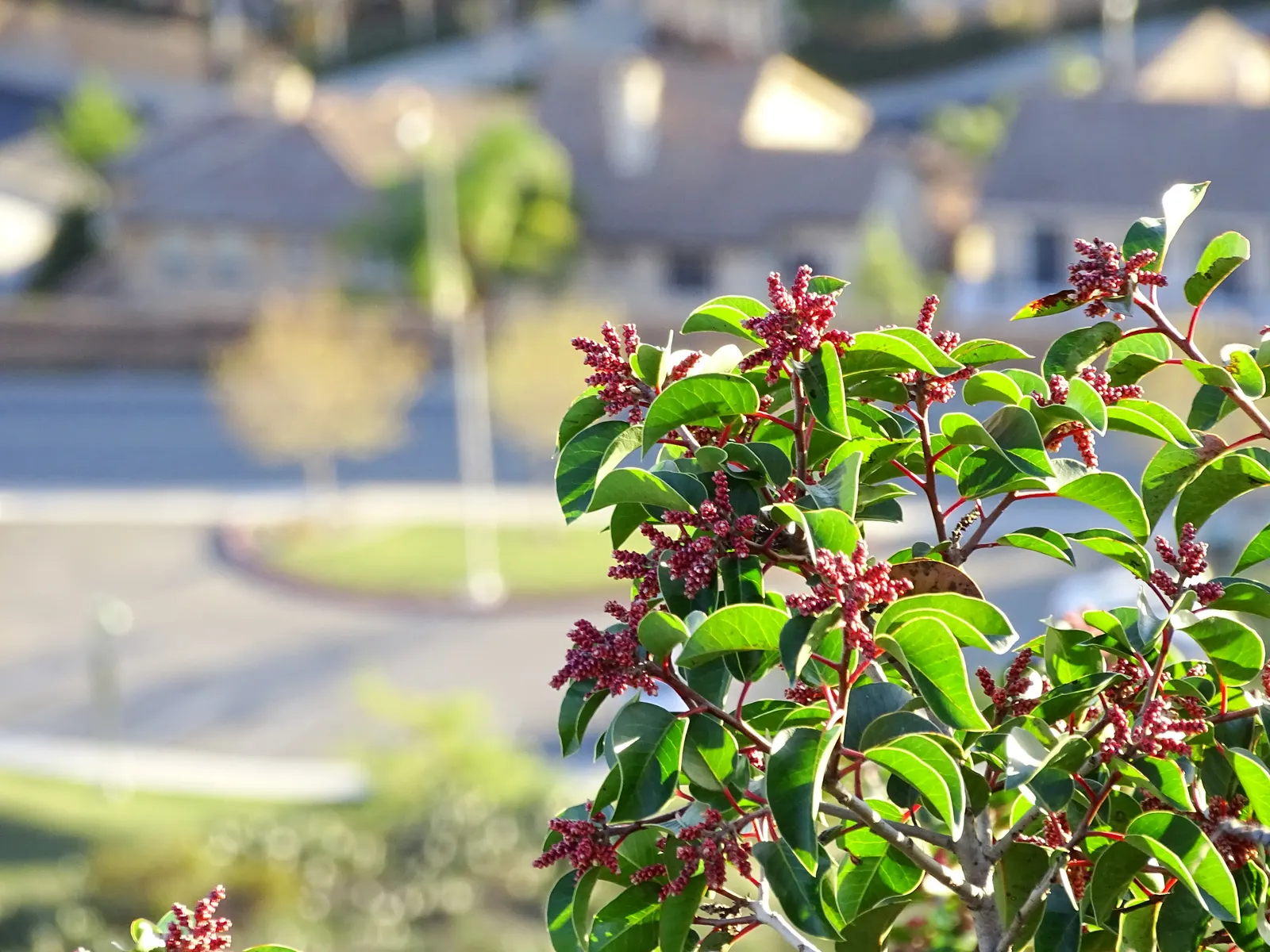 Sugar Bush (Rhus Ovata) — scientifically recognized as Rhus ovata