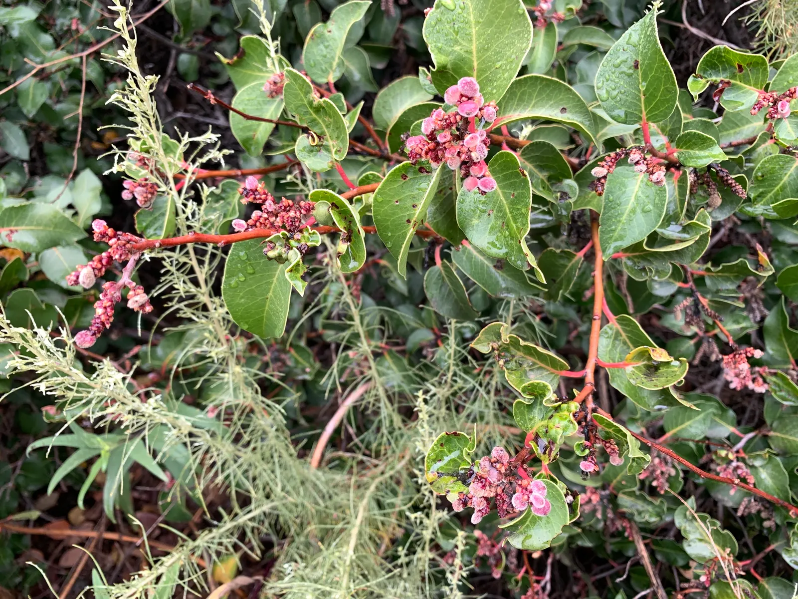 Sugar Bush (Rhus Ovata) — This shrub typically achieves a robust height and spread of 8 to 12 feet