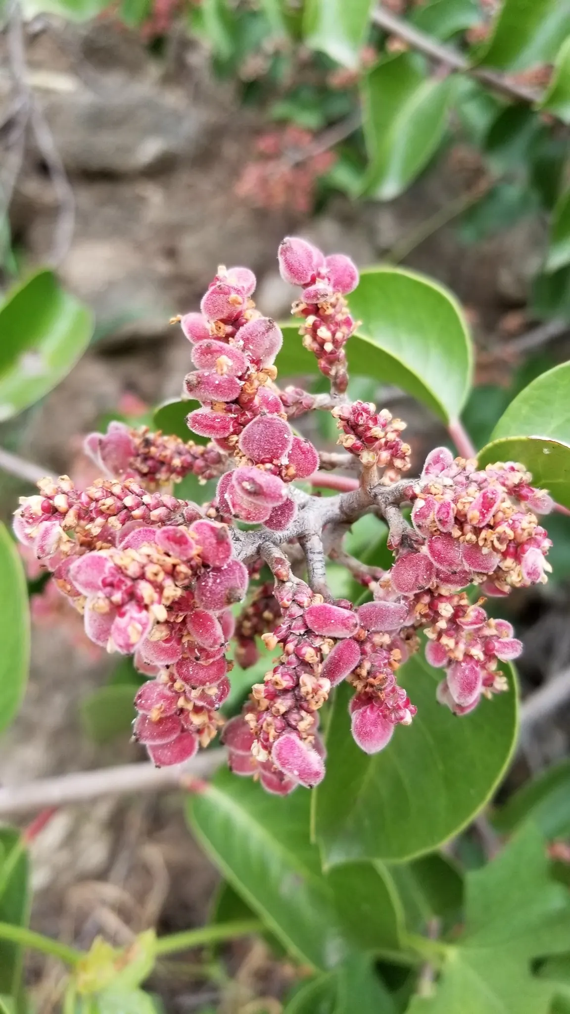 Sugar Bush (Rhus Ovata) — The Sugar Bush (Rhus ovata) is an evergreen shrub native to the Southwest, flourishing in USDA zones 8-11