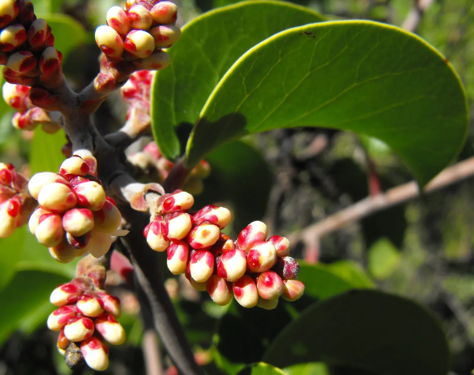 Sugar Bush (Rhus Ovata) — followed by reddish-brown berries popular with wildlife