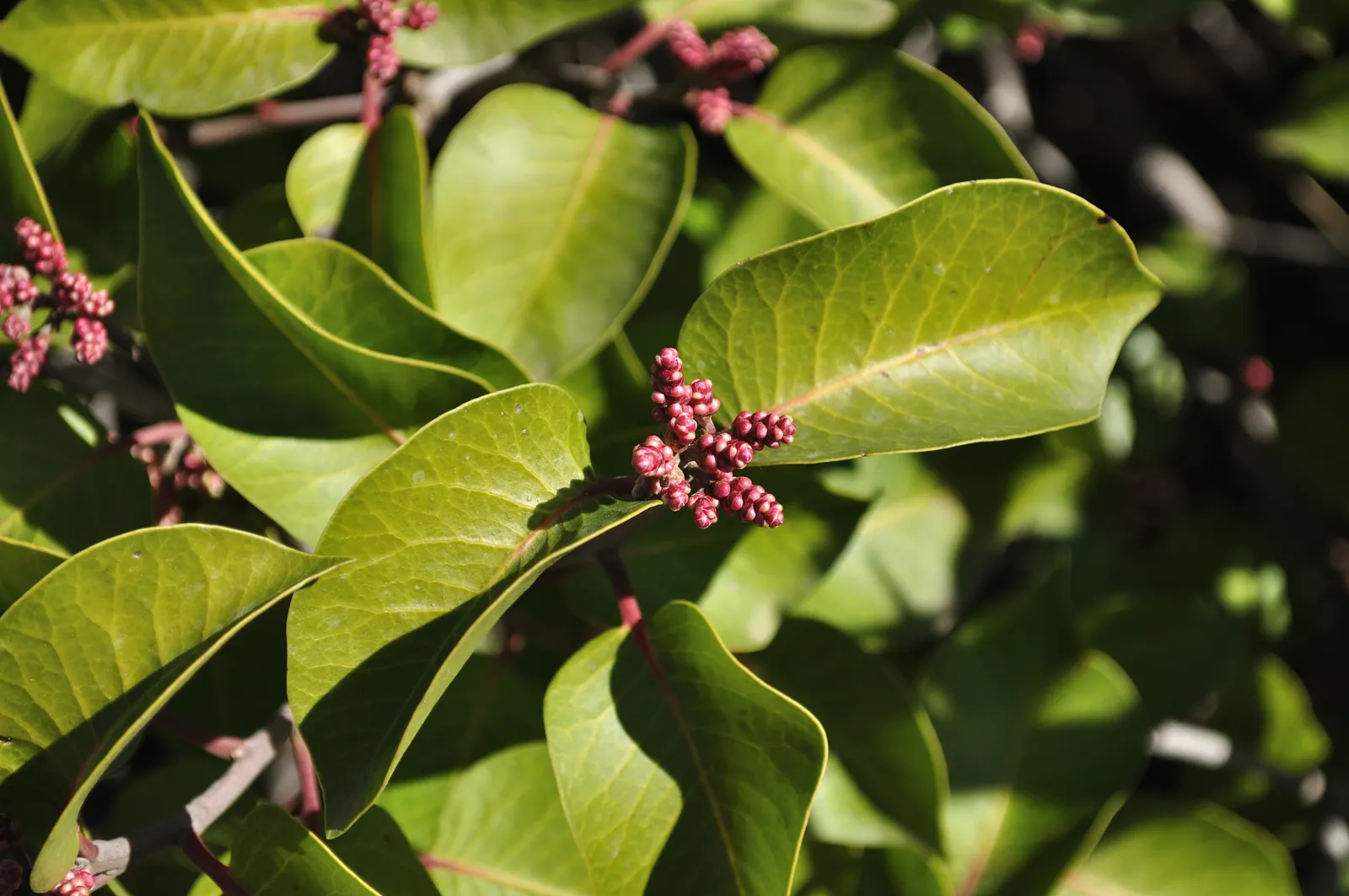 Sugar Bush (Rhus Ovata) — shrub with white blooms