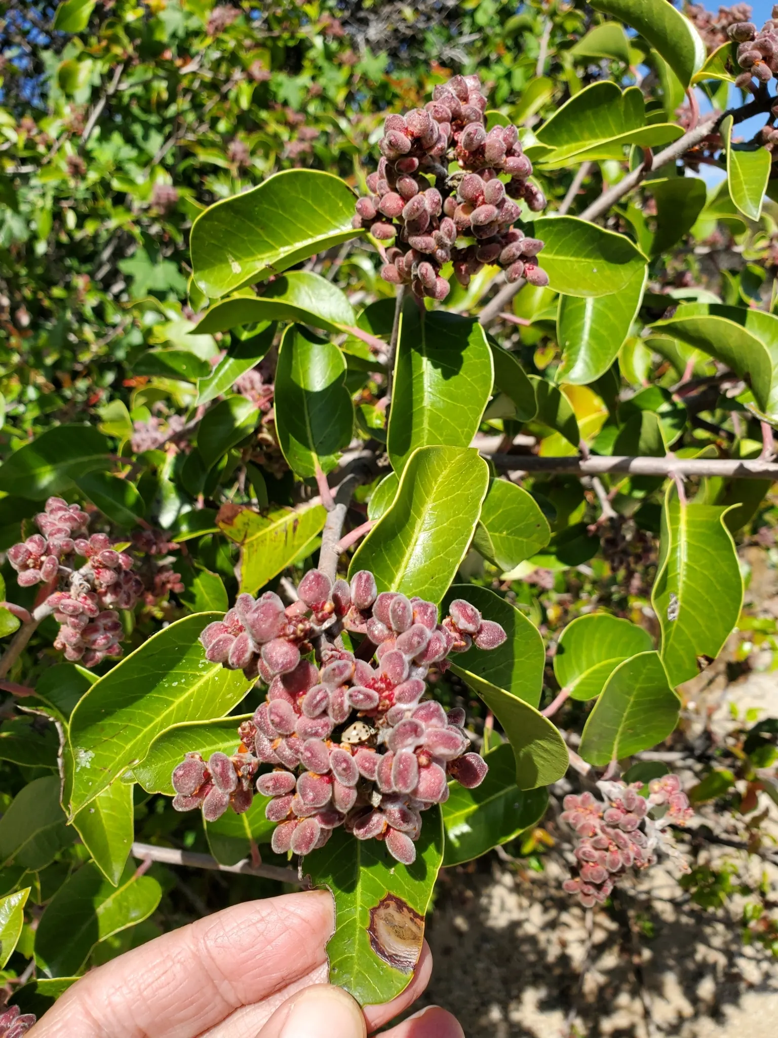 Sugar Bush (Rhus Ovata) — dense form showcases leathery