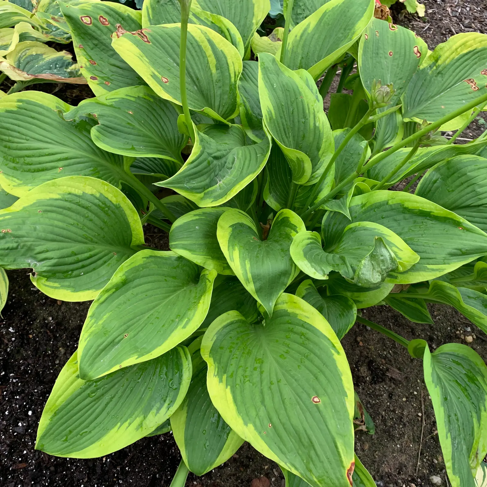 Giant 'Lone Star' Hosta (Hosta hybrid) — This Proven Winners® hosta grows 26-28 inches tall and spreads 50-56 inches, creating a broad, lush presence