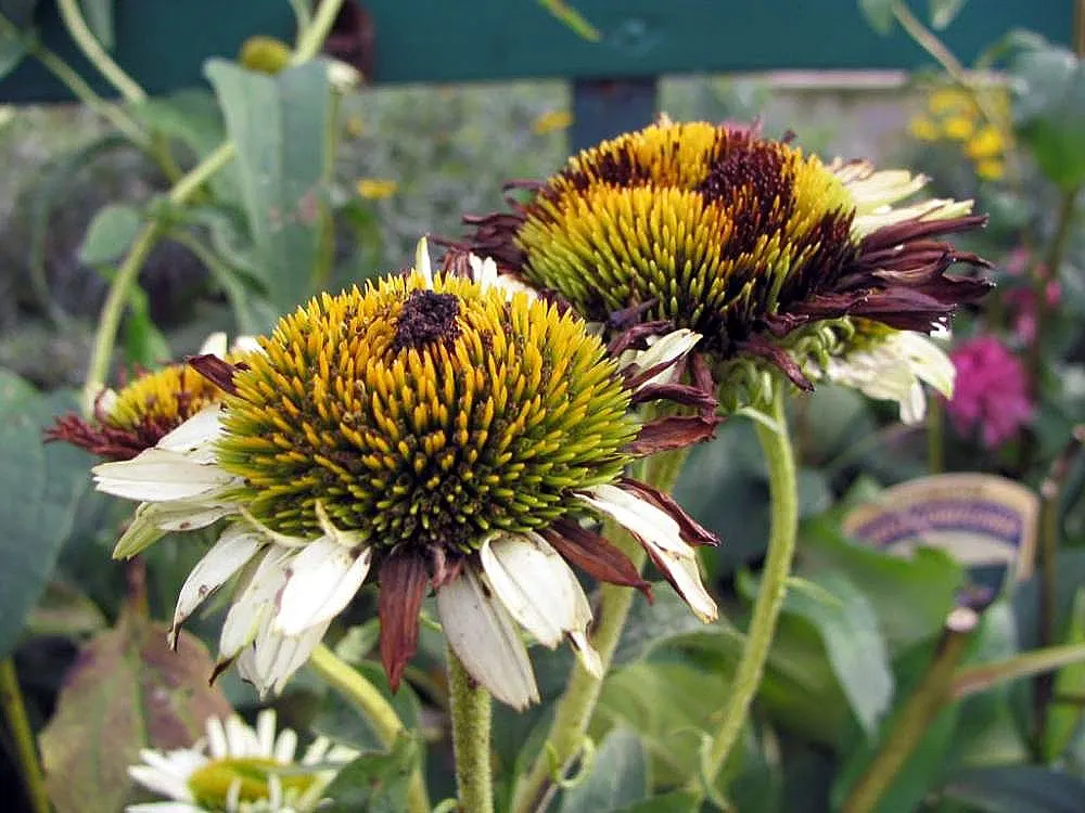 Fragrant Angel Coneflower (Echinacea 'Fragrant Angel') — Each bloom has a striking orange cone at its center and sits atop sturdy