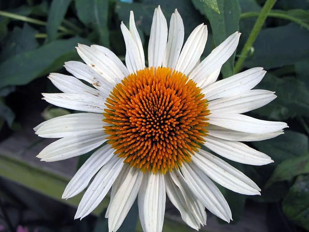 Fragrant Angel Coneflower (Echinacea 'Fragrant Angel') — well-branched stems reaching heights of 24-30 inches with a spread of 18-24 inches