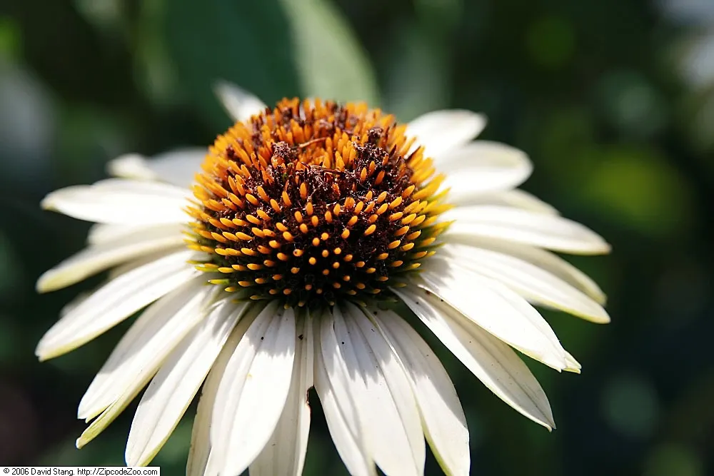 Fragrant Angel Coneflower (Echinacea 'Fragrant Angel') — pure white flowers that can grow up to 4-5 inches across