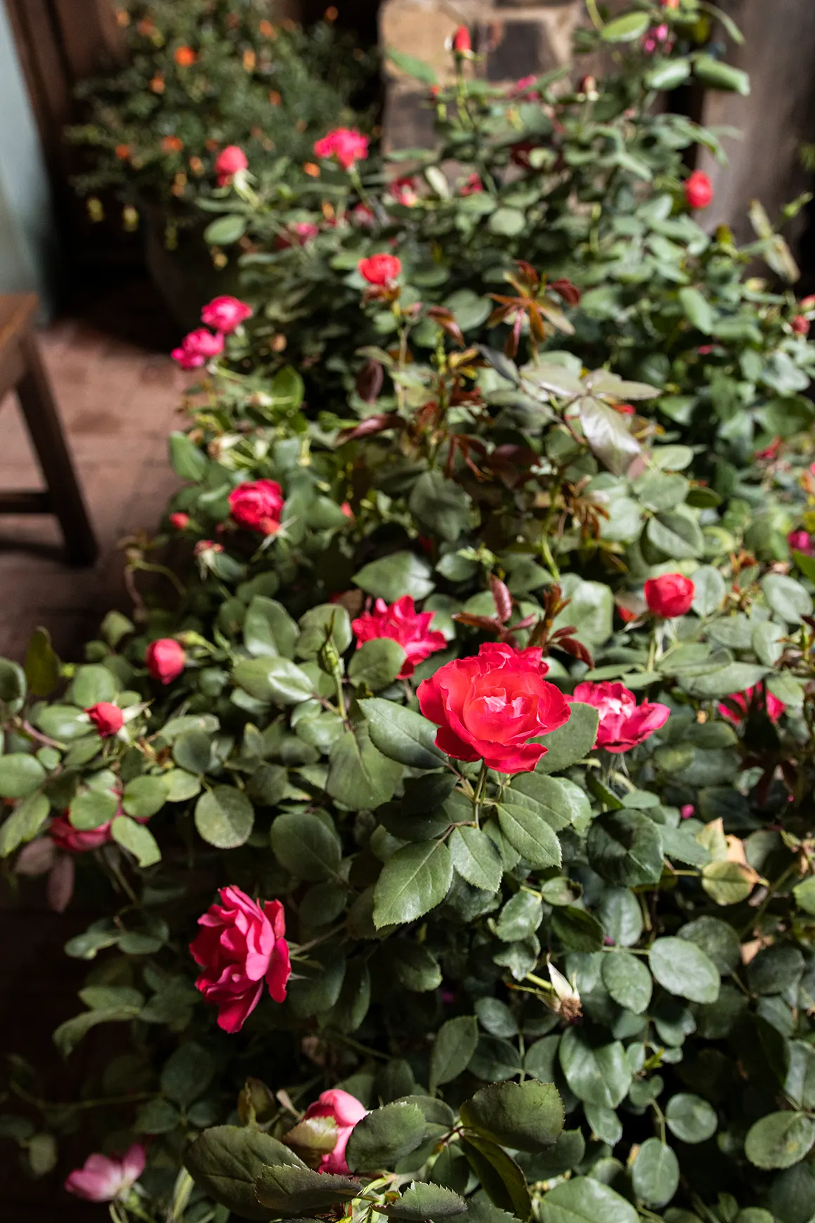 Oso Easy Double Red® Rose (Rosa x) — Oso Easy Double Red® Rose is a strong choice for colder gardens as well as warm-summer landscapes