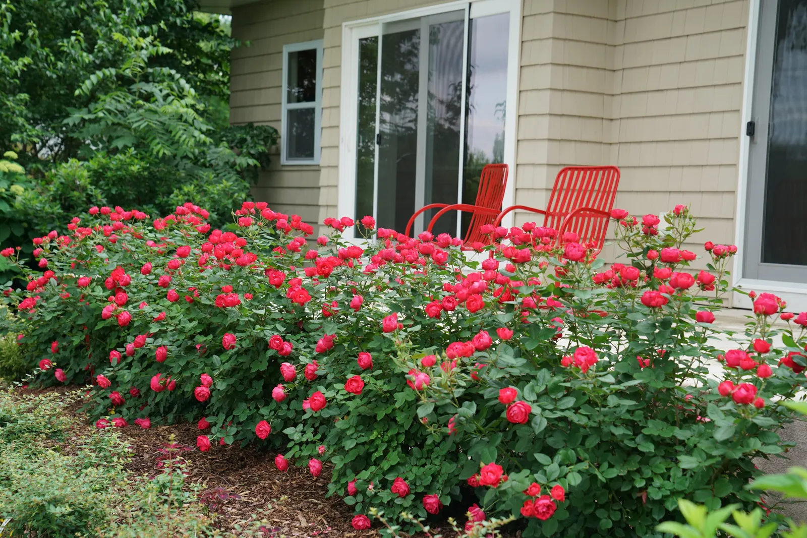 Oso Easy Double Red® Rose (Rosa x) — is a mounded shrub rose with full