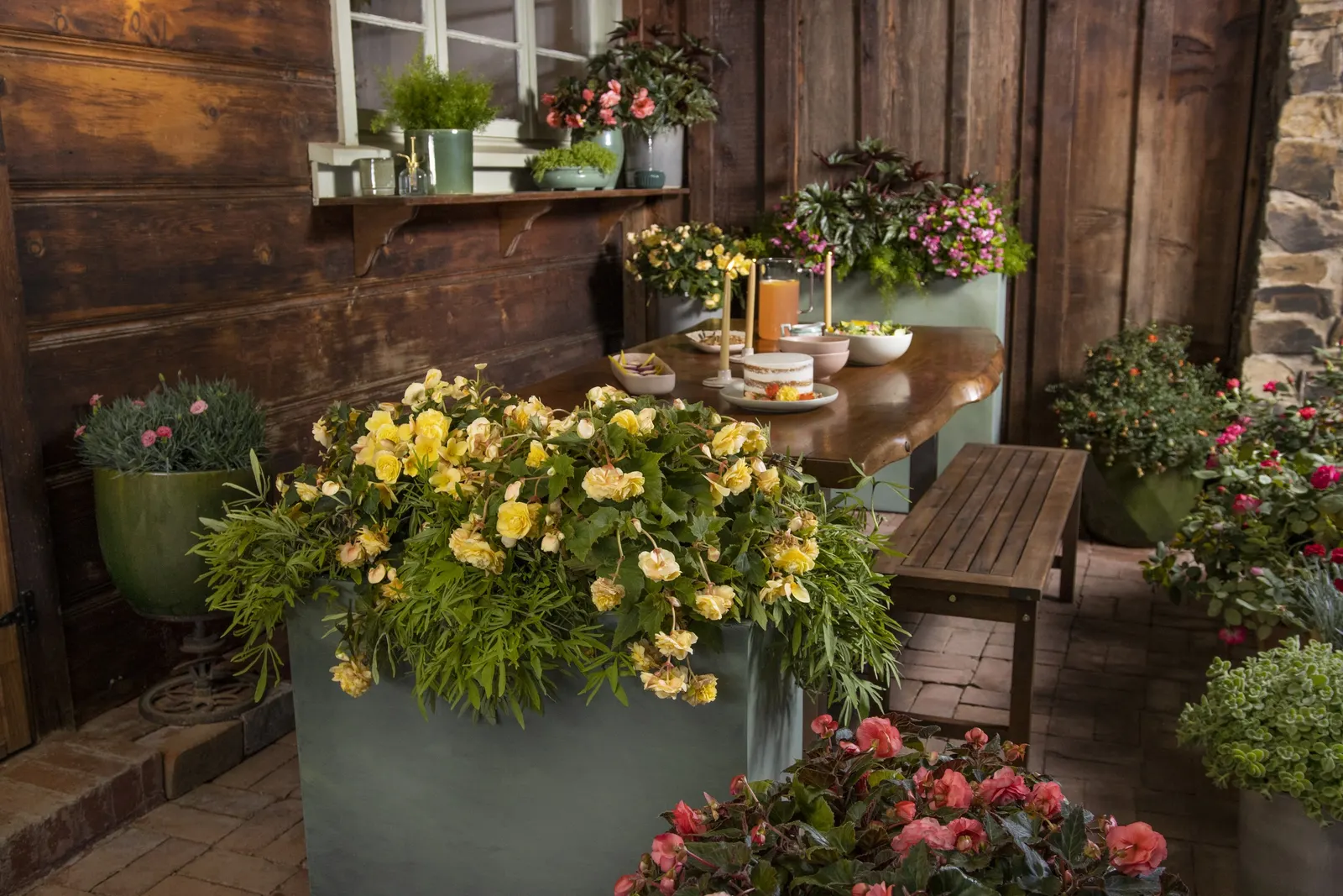 Blush Rose Begonia (Begonia tuberhybrida) — is a softly romantic annual begonia from the Proven Winners® collection