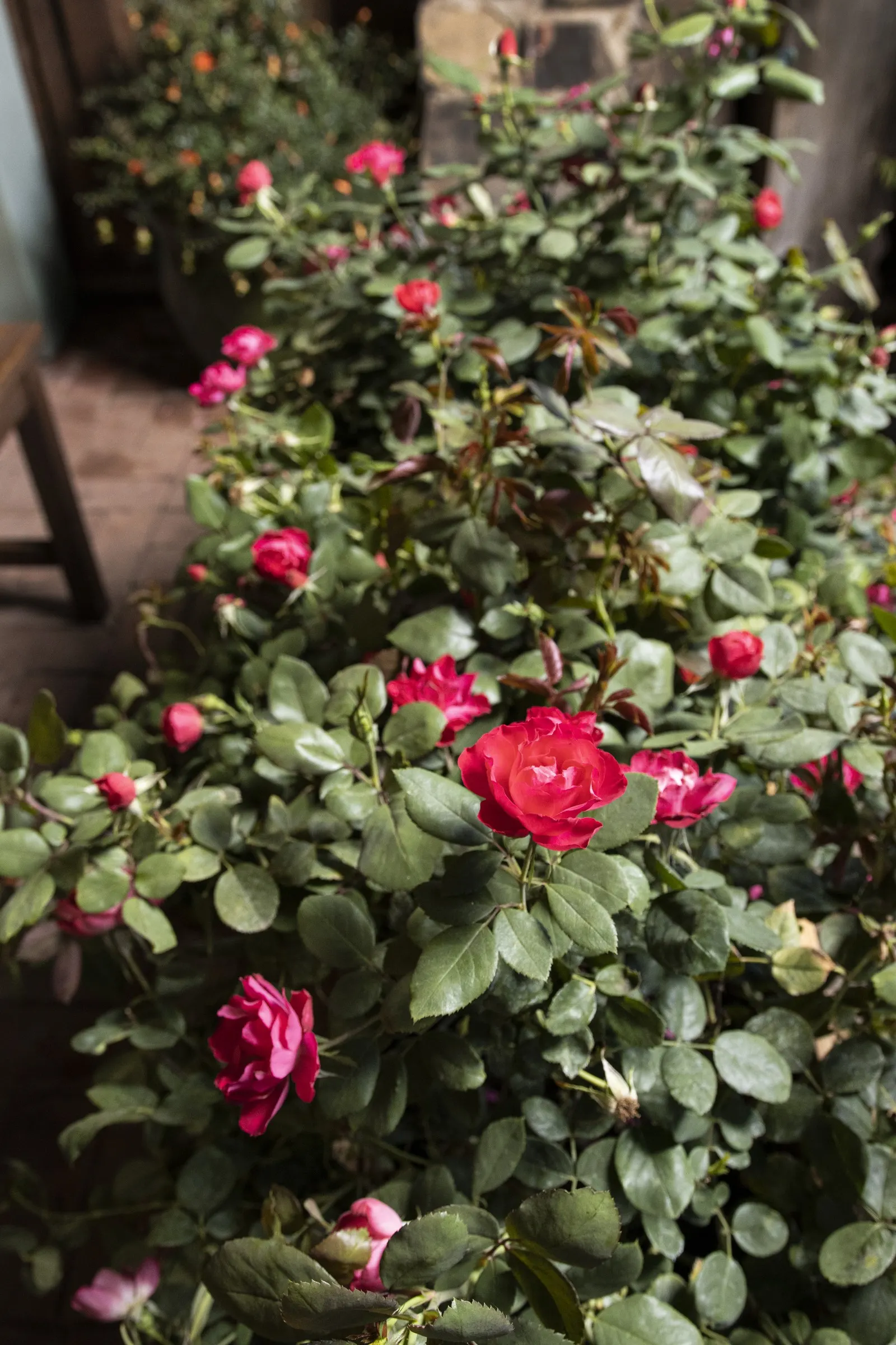 Oso Easy Double Red® Rose (Rosa x) — This easy-care rose blooms on new wood