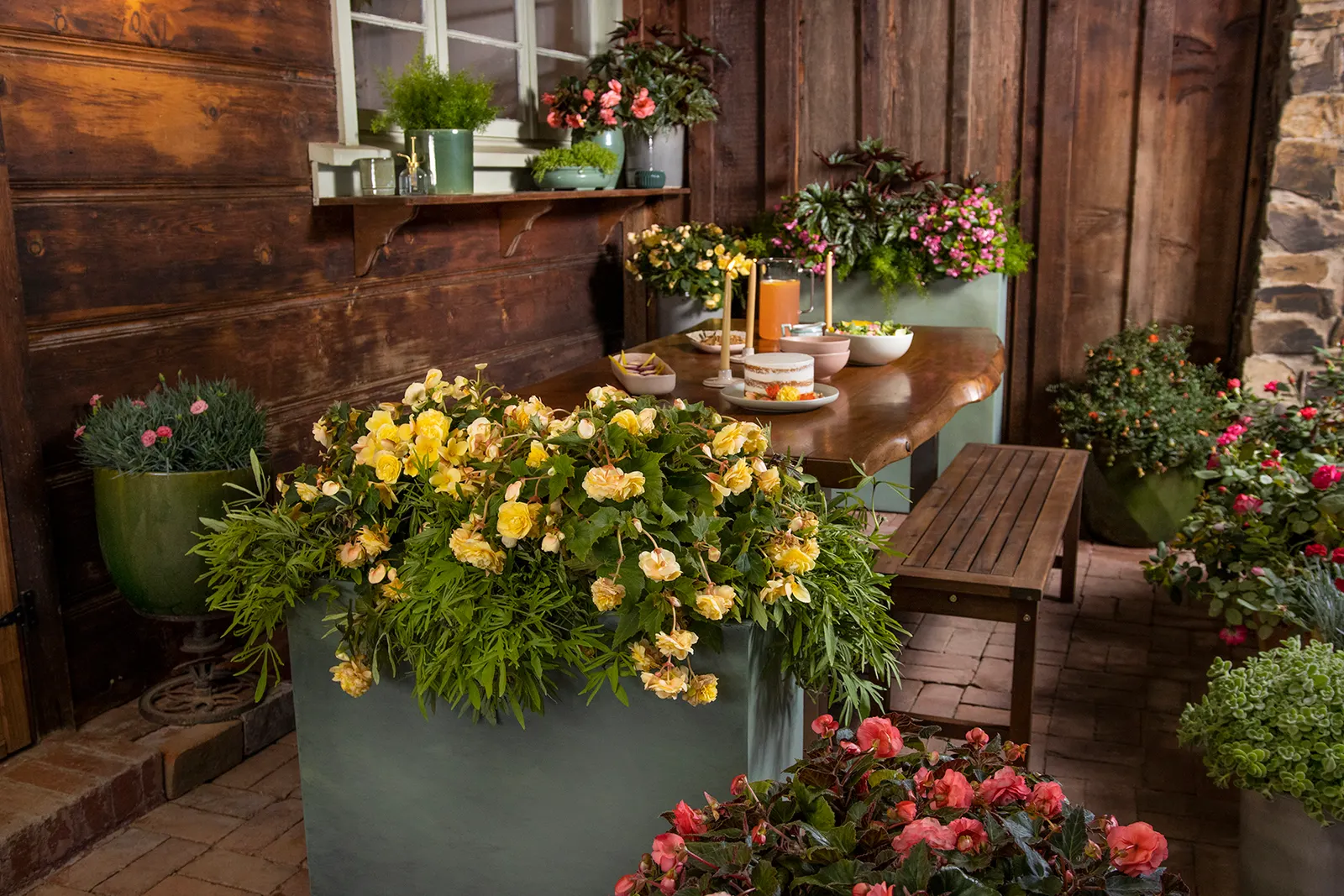 Primrose Begonia (Begonia tuberhybrida) — bringing a gentle glow to summer container compositions