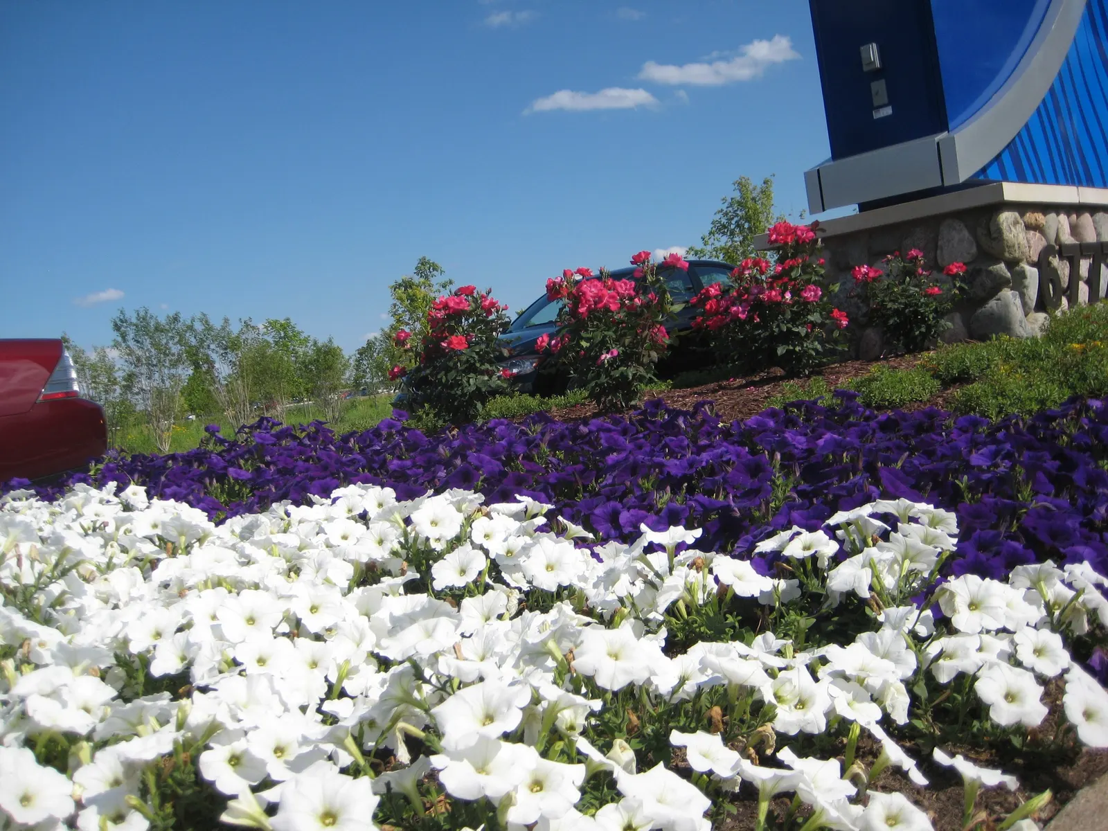 Royal Velvet® II Petunia — Gardeners often note its dependable flower power through summer; its slightly mounded center gives it substance