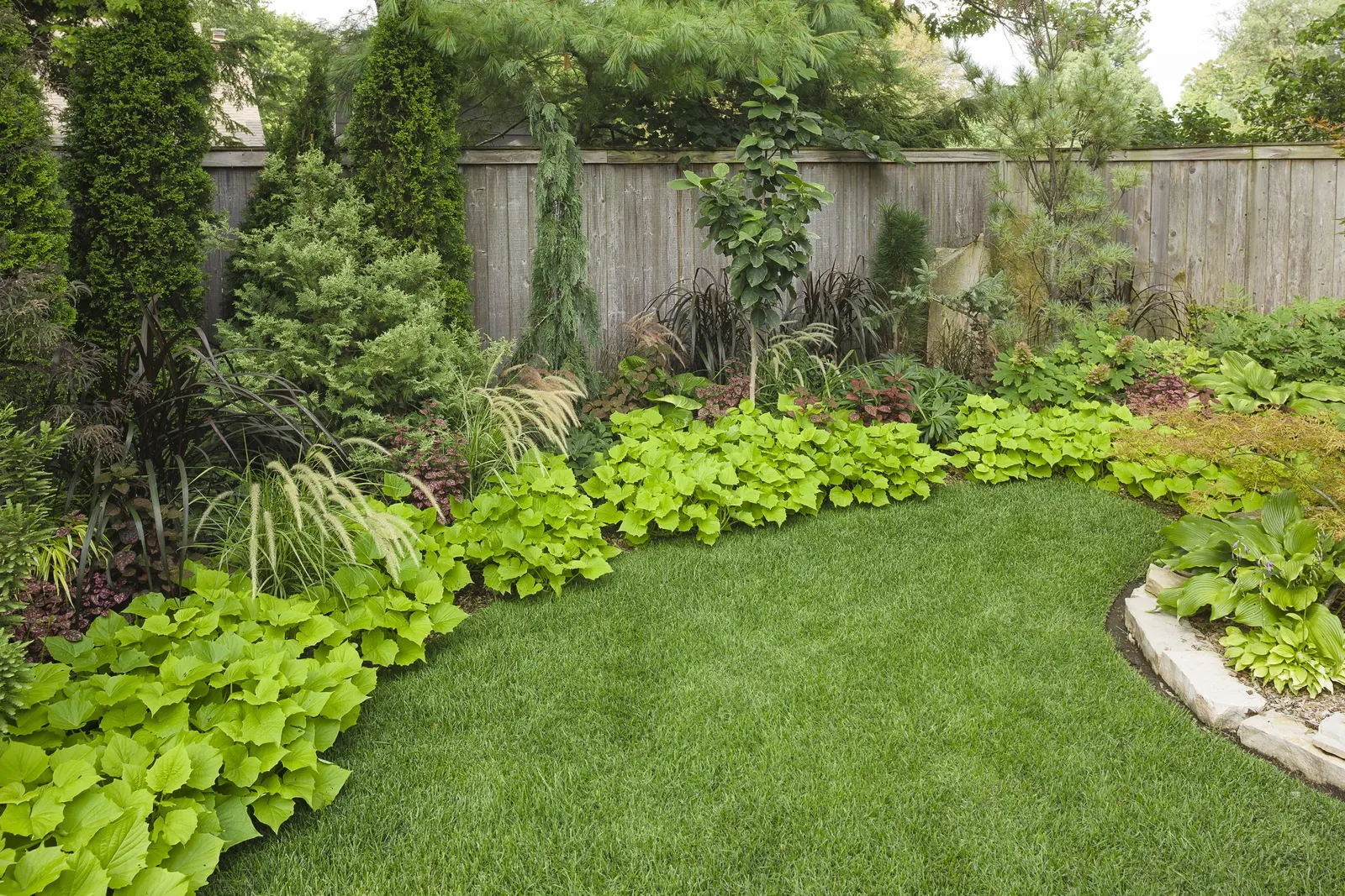 Bewitched Green With Envy™ Sweet Potato Vine (Ipomoea batatas) — especially where designers want quick coverage