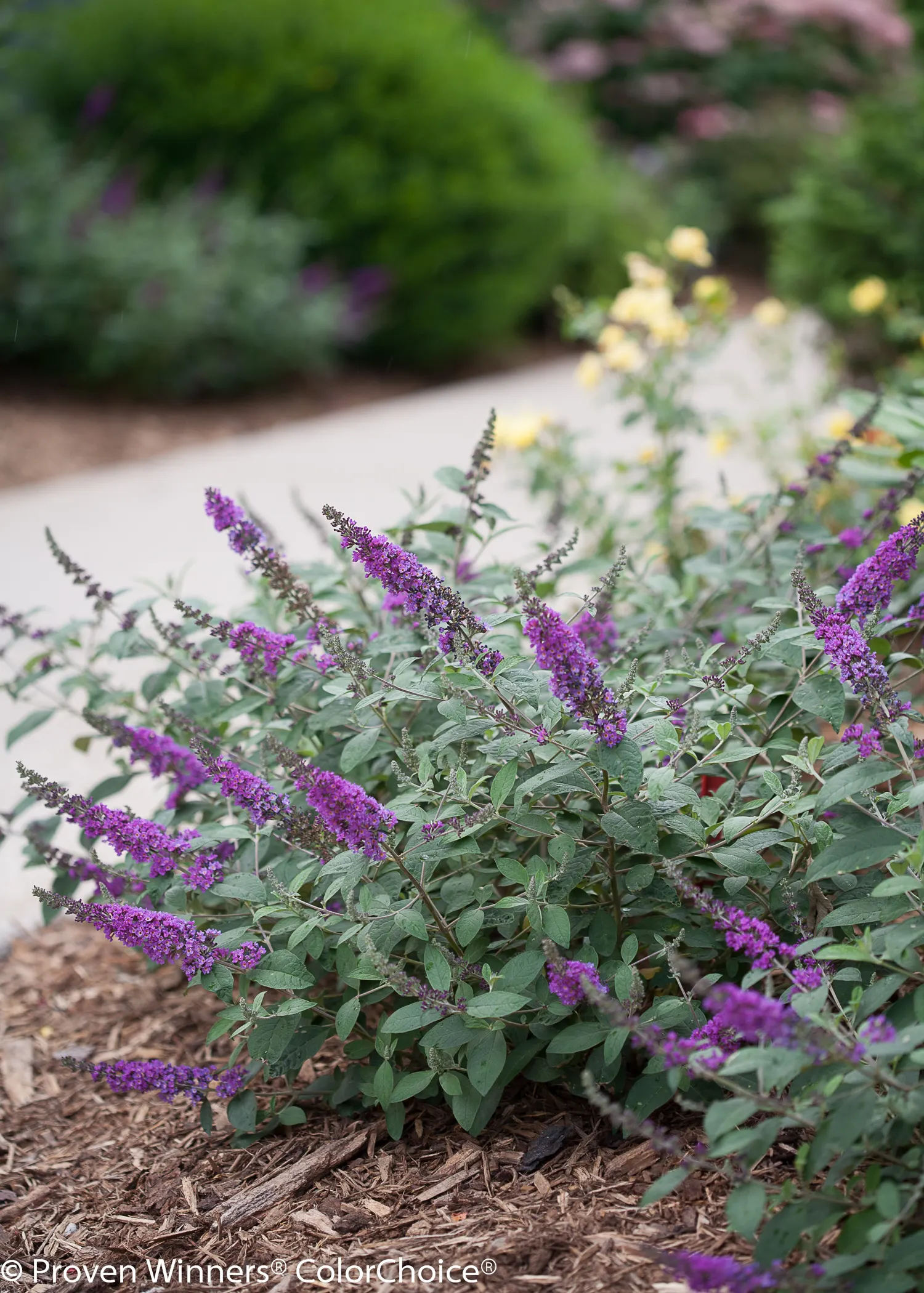 'Blue Chip Jr.' Butterfly bush (Buddleia x) — The original Lo & Behold 'Blue Chip' butterfly bush was a game-changing plant