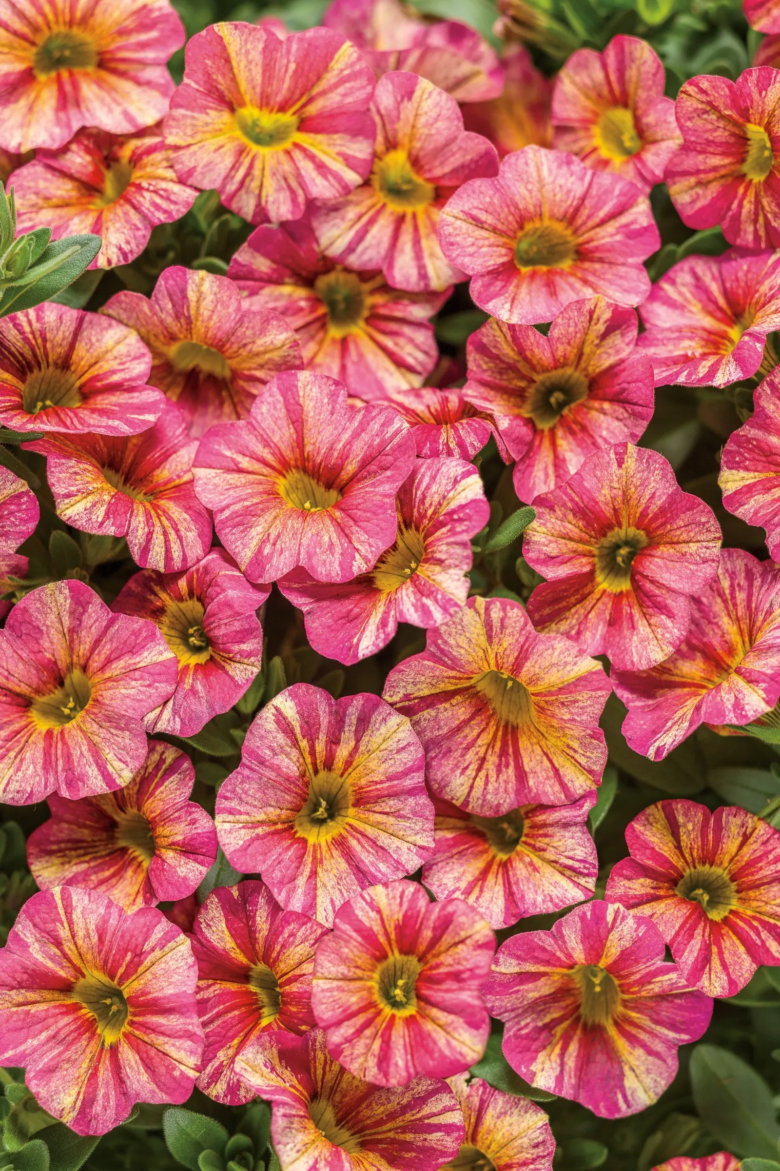 Tropical Sunrise Calibrachoa — The Calibrachoa is a mounding-trailing annual with vivid yellow